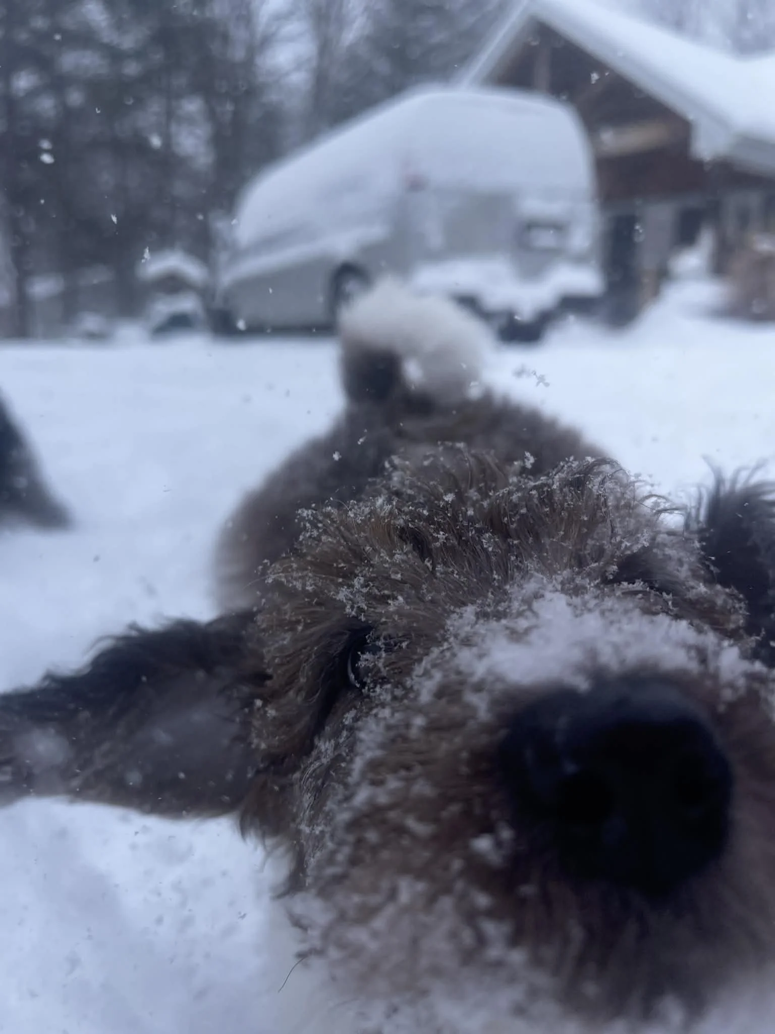 Clarice~Female~SOLD~$1,800