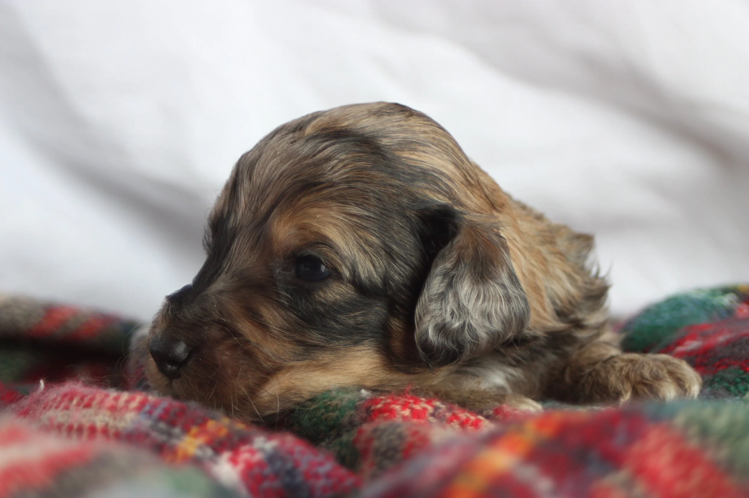 Cowboy~Sable~Sold~$1,985