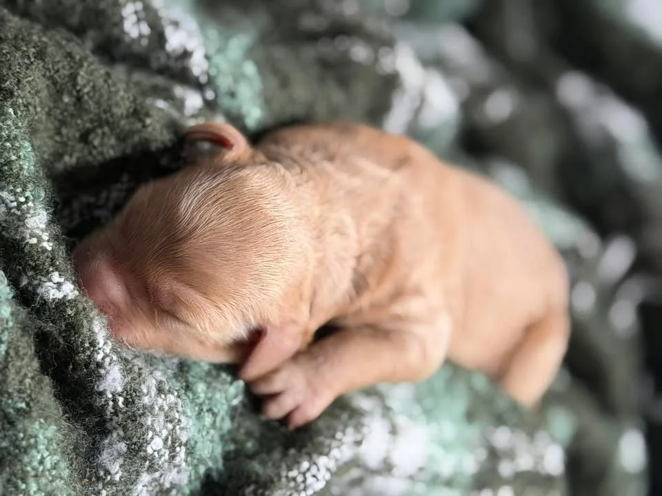 TANGO/MALE/$2,200/RESERVED