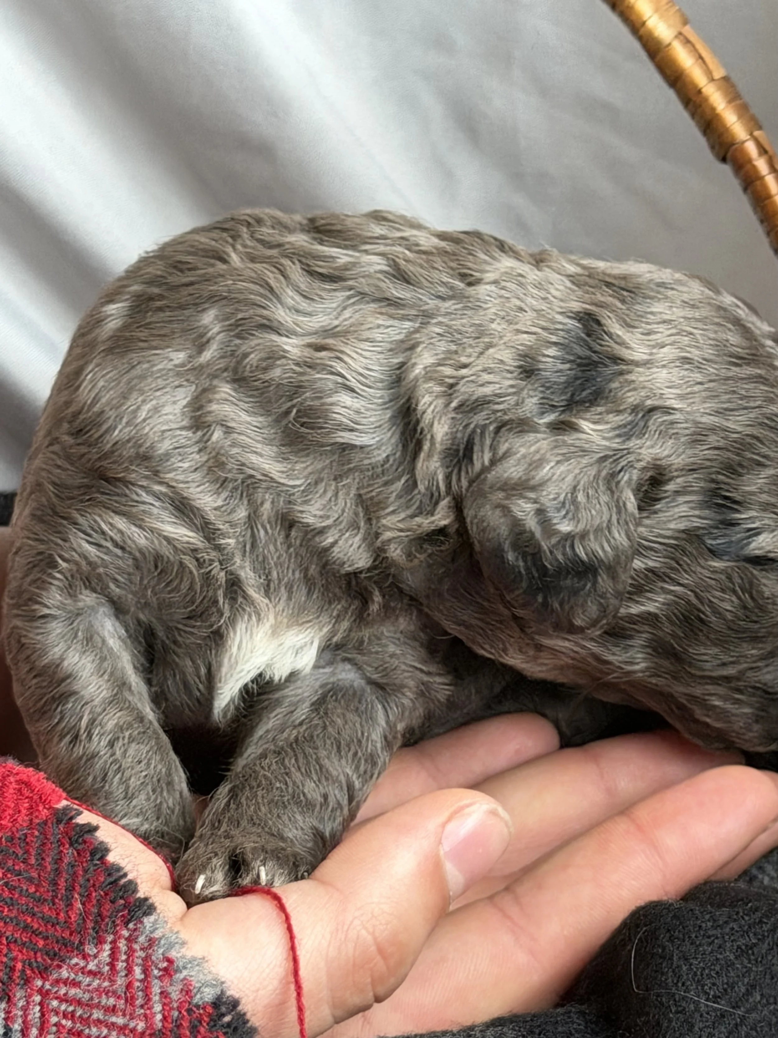 MACK/MALE/$2,400/RESERVED