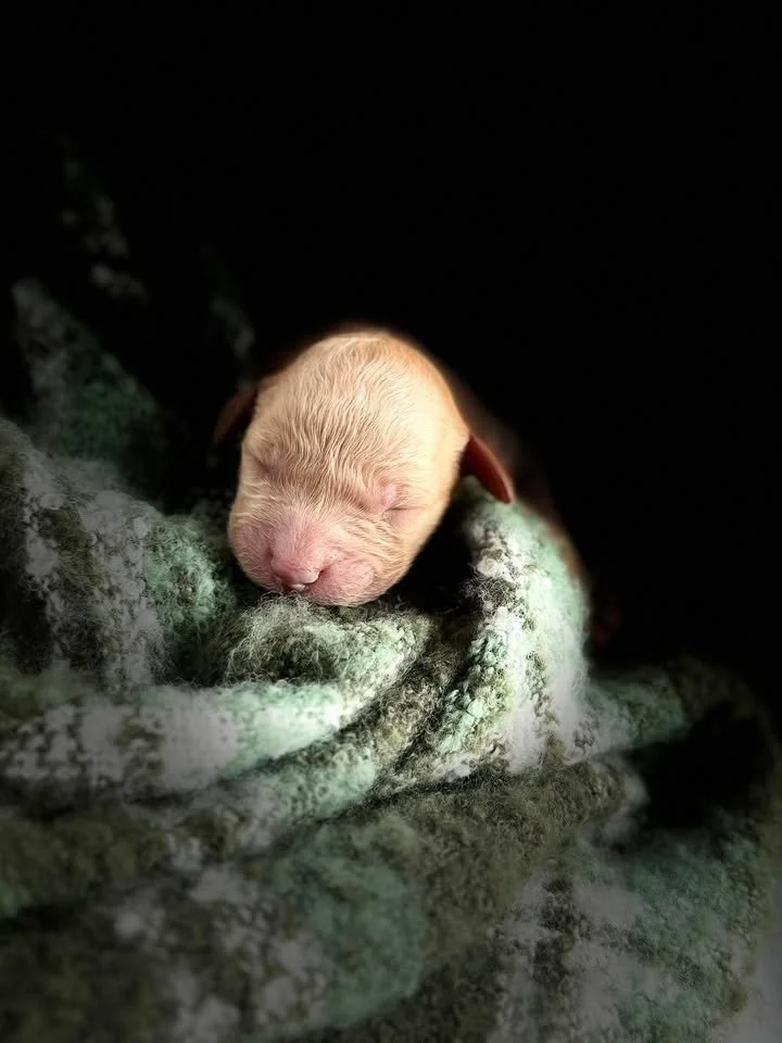 SALSA/MALE/$2,200/Available