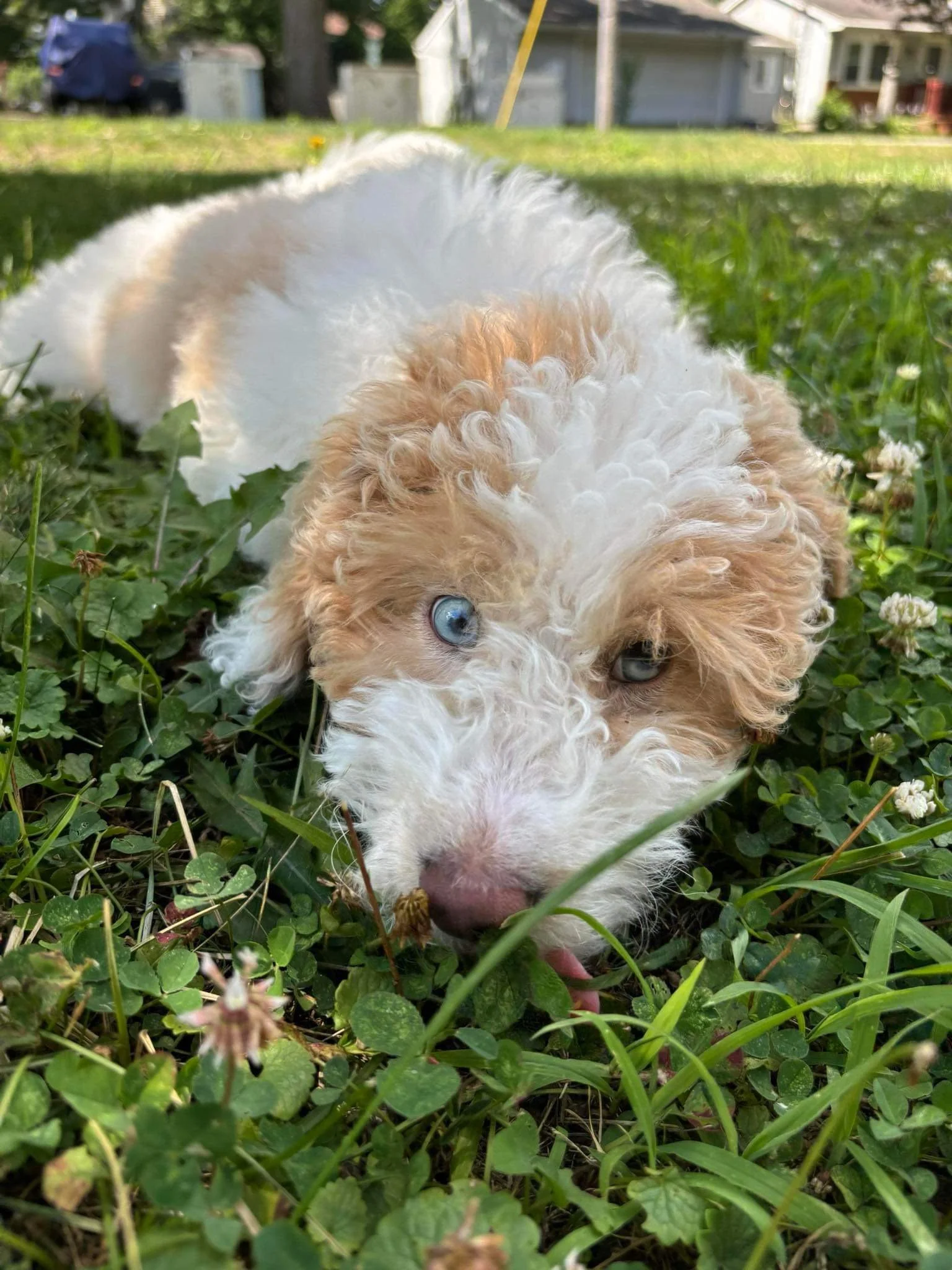 A goldendoodle puppy with curly parti-red fur and blue eyes lying in grass and looking into the camera.