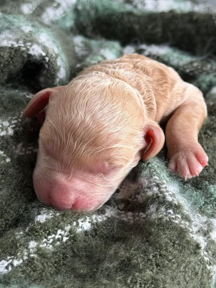 WALTZ/MALE/$2,200/Available