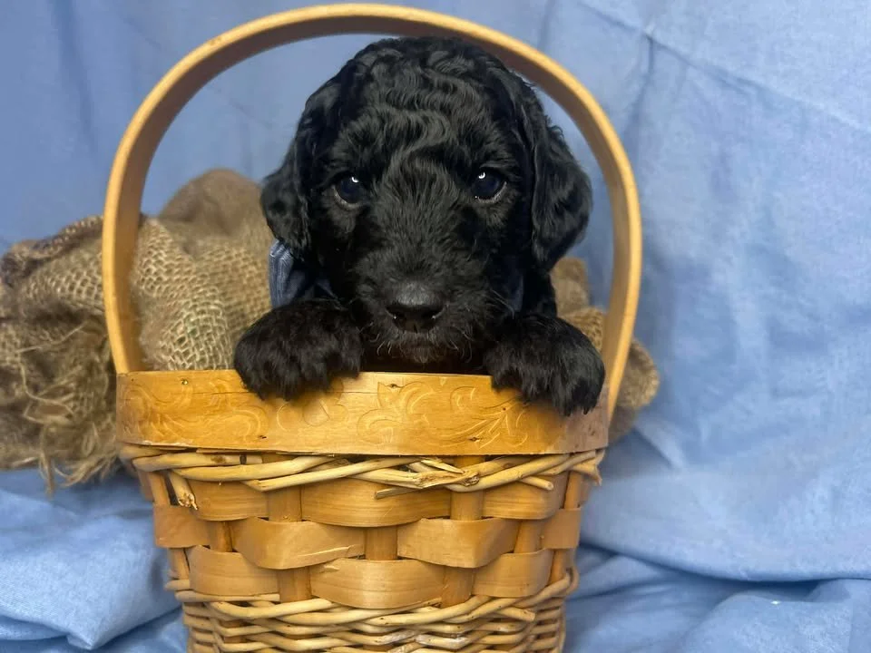 A black puppy with curly fur resting its paws on the edge of a wicker basket, looking directly at the camera, with a brown burlap cloth and a blue background behind it.
