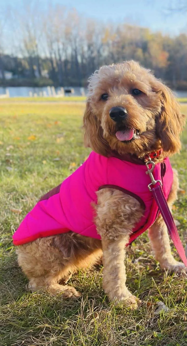 Cute small brown dog with curly fur, wearing a bright pink jacket, sitting on grass near a lake with trees in the background.