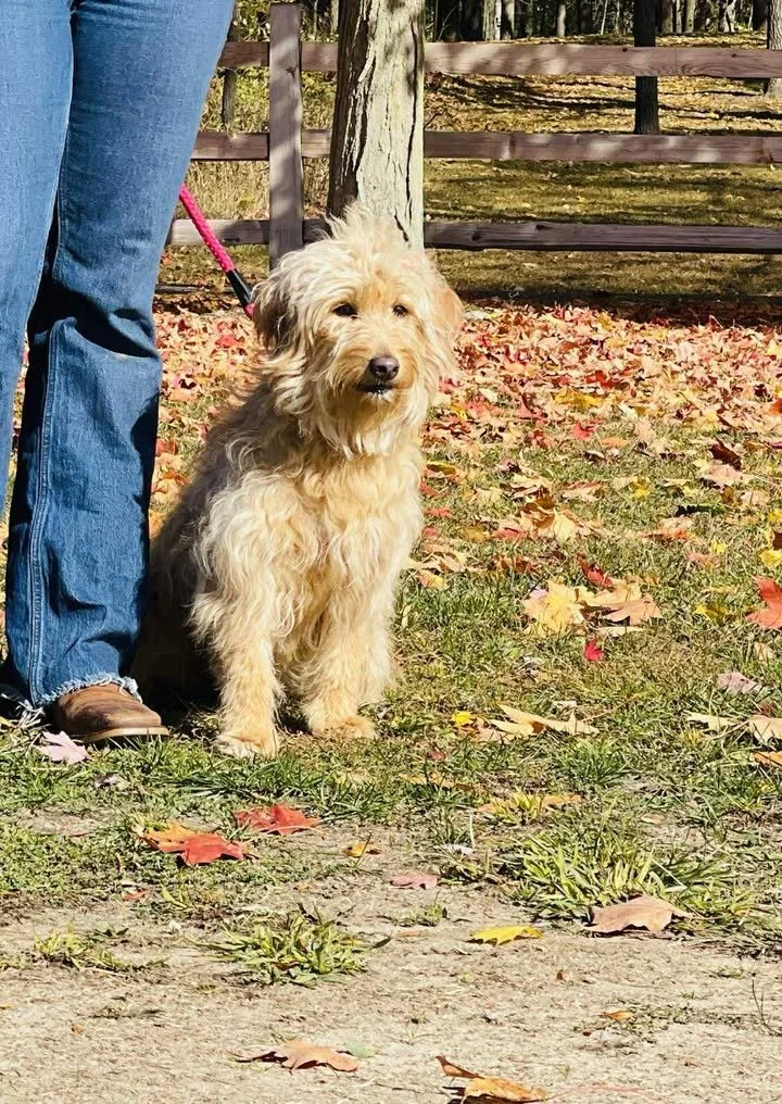 A fluffy light-colored dog sitting on the grass next to a person. The person is partially visible, wearing blue jeans and brown shoes. The dog is on a pink leash, and there are fallen autumn leaves on the ground. A wooden fence and trees are in the background.