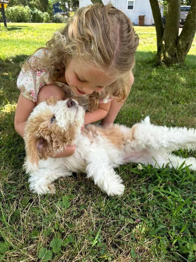 A young girl with curly blonde hair playing with a fluffy parti-red goldendoodle puppy on the grass in a backyard.
