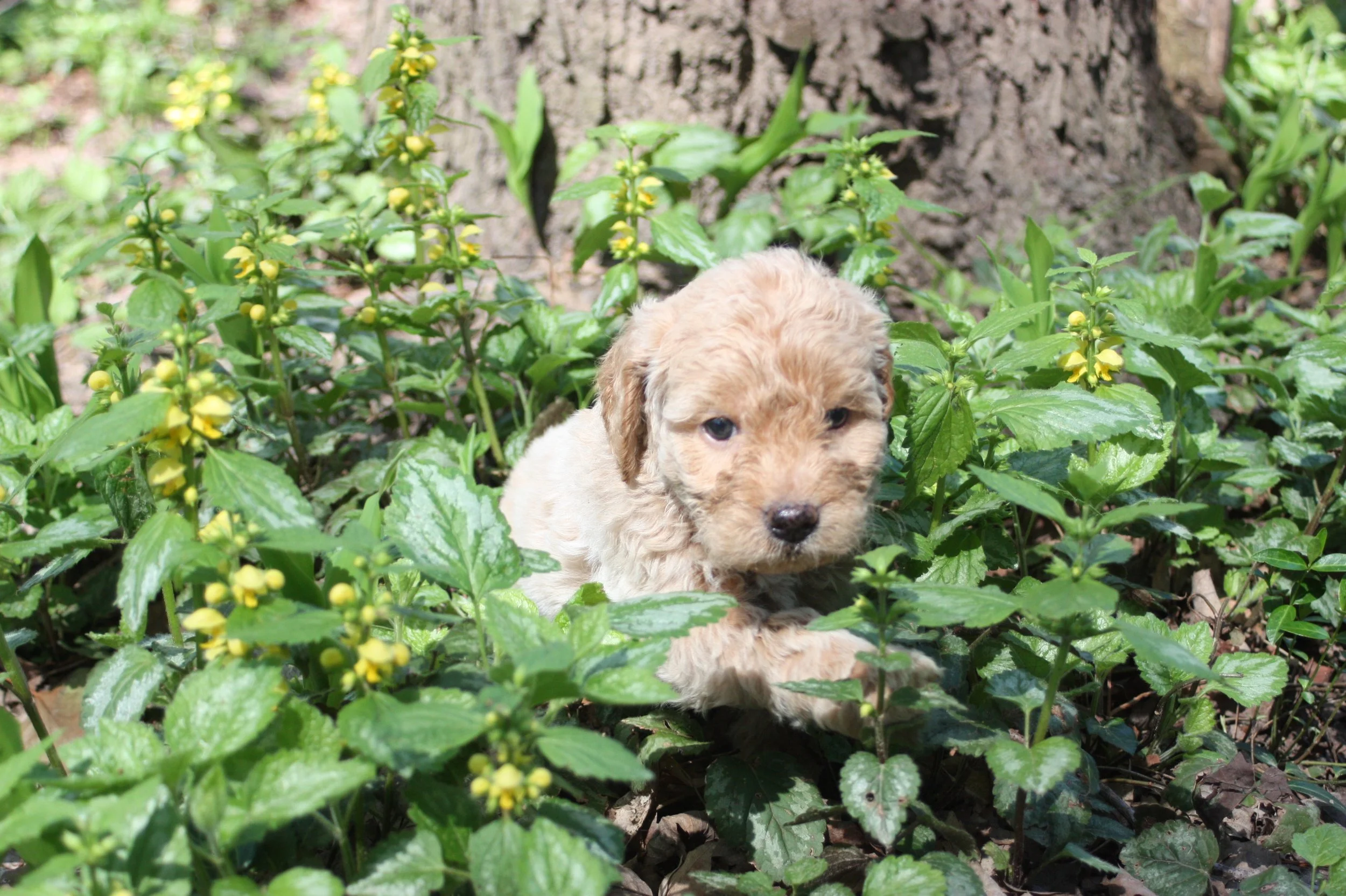 MYSTIC/FEMALE/$2,600