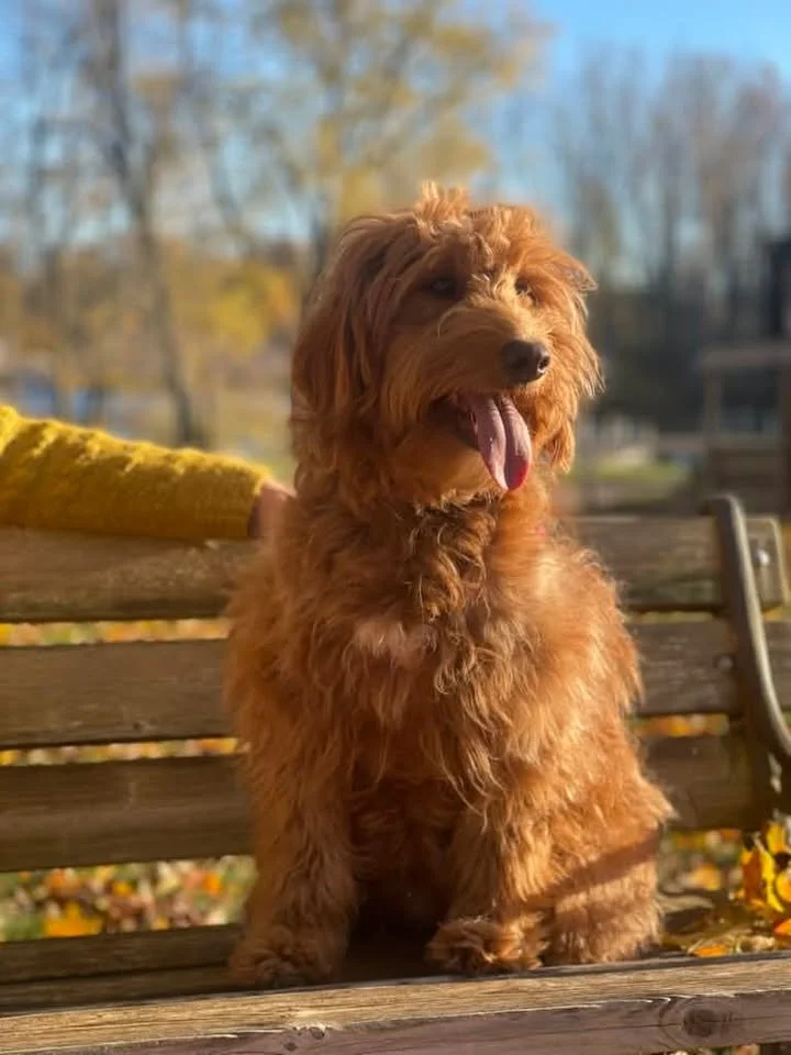 A cute, fluffy brown dog sitting on a wooden park bench on a sunny autumn day with leafless trees in the background.