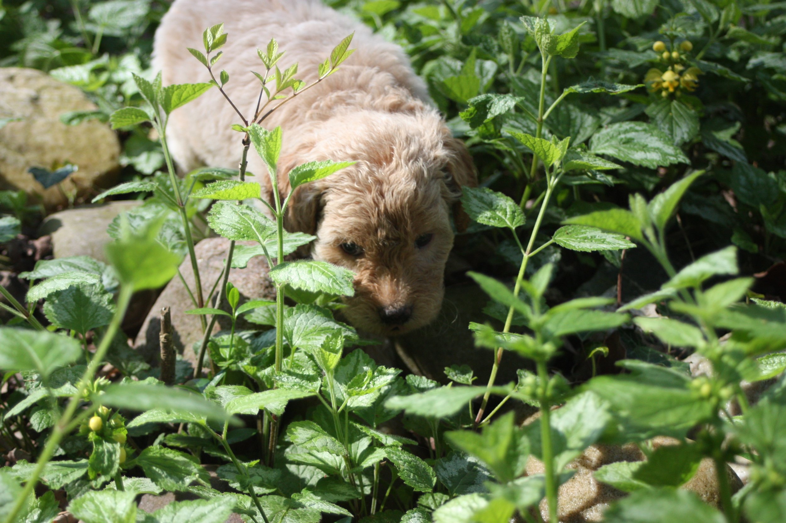 MYSTIC/FEMALE/$2,600