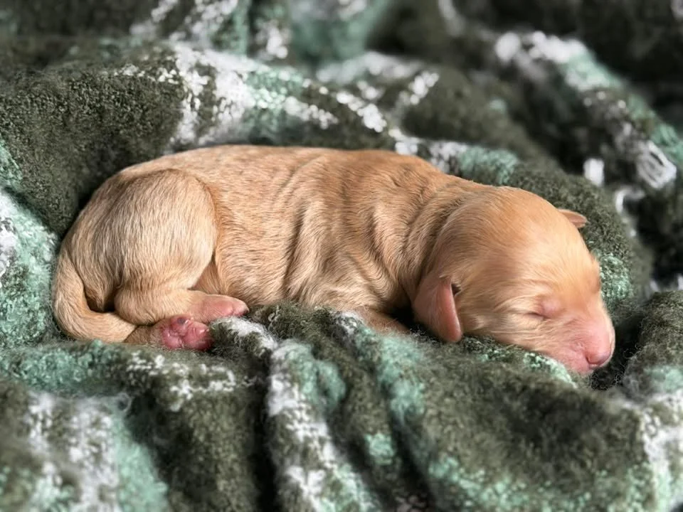 TANGO/MALE/$2,200/RESERVED