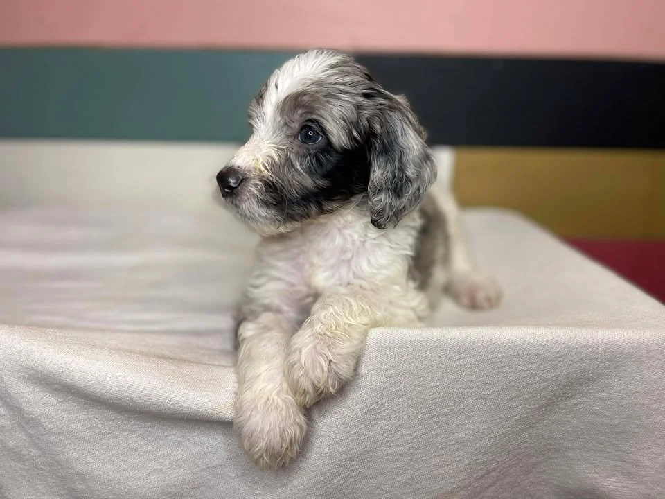 Hermey~Male~Reserved~$1,600
