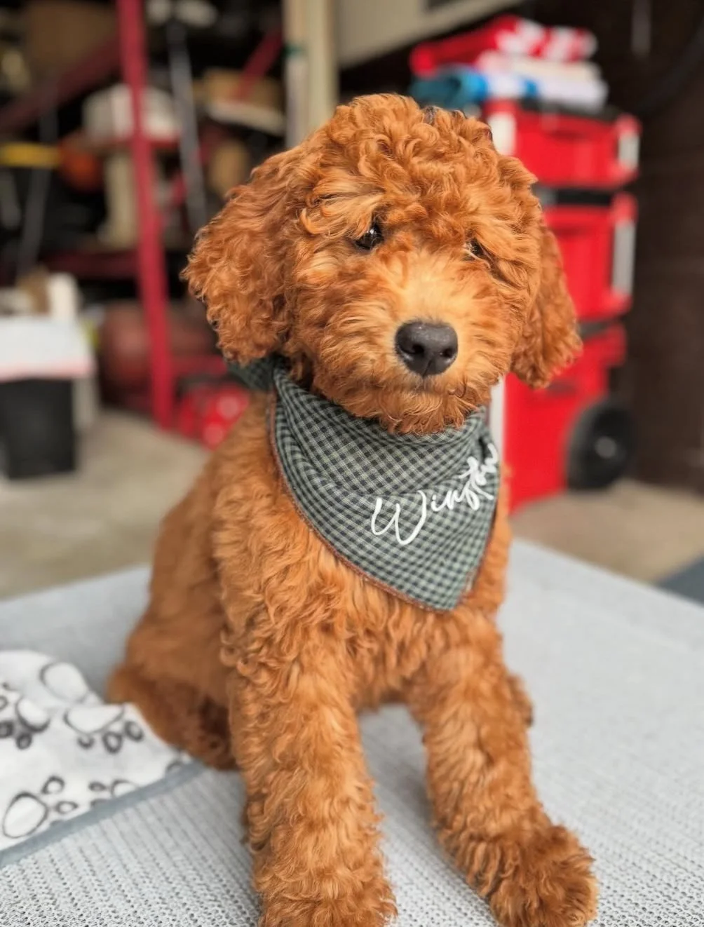 A cute red curly goldendoodle puppy sitting on a surface, wearing a checkered bandana with the name "Winston" embroidered on it, in a storage room with red shelves and various items in the background.