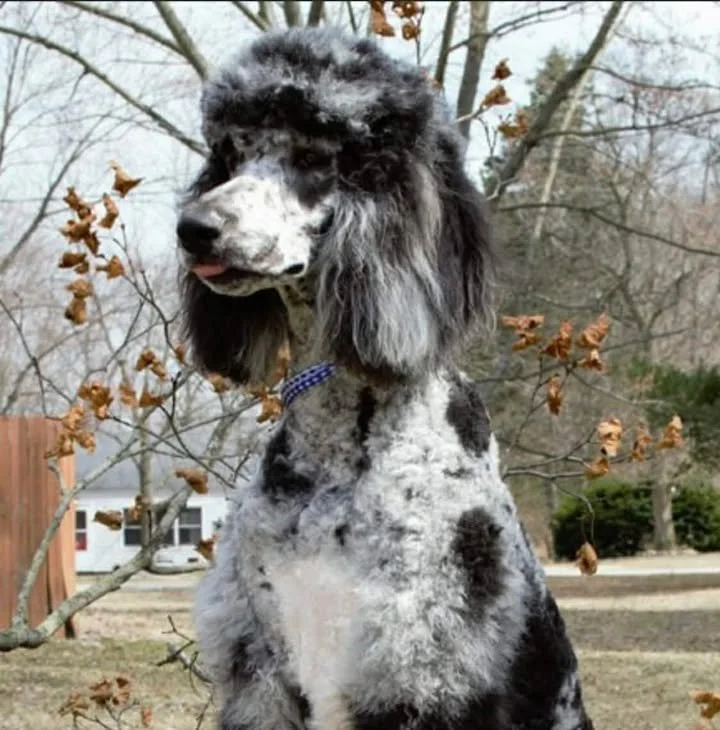 A royal standard AKC registered poodle stands regally on a stump outside in the fall