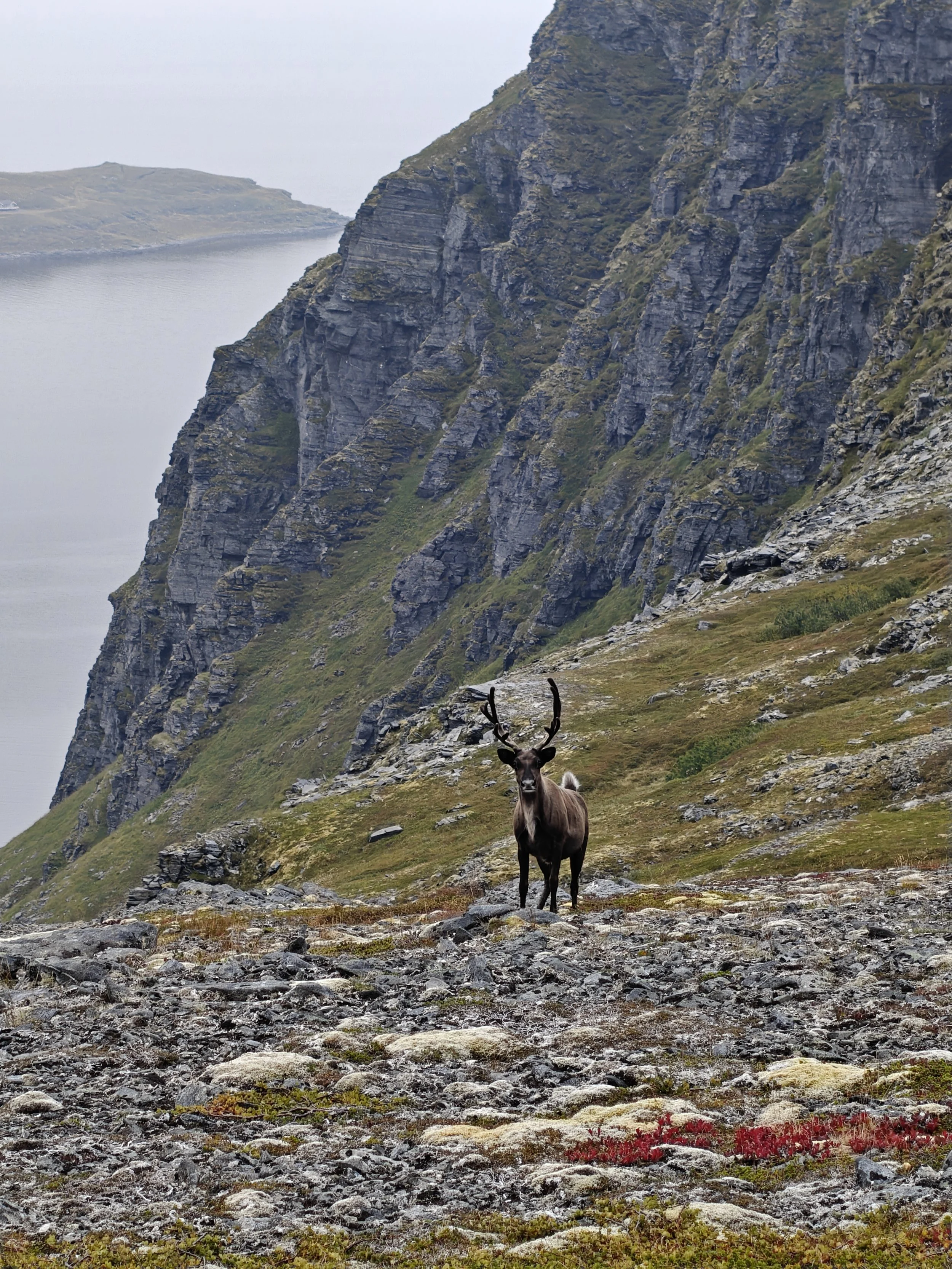 Sørøya