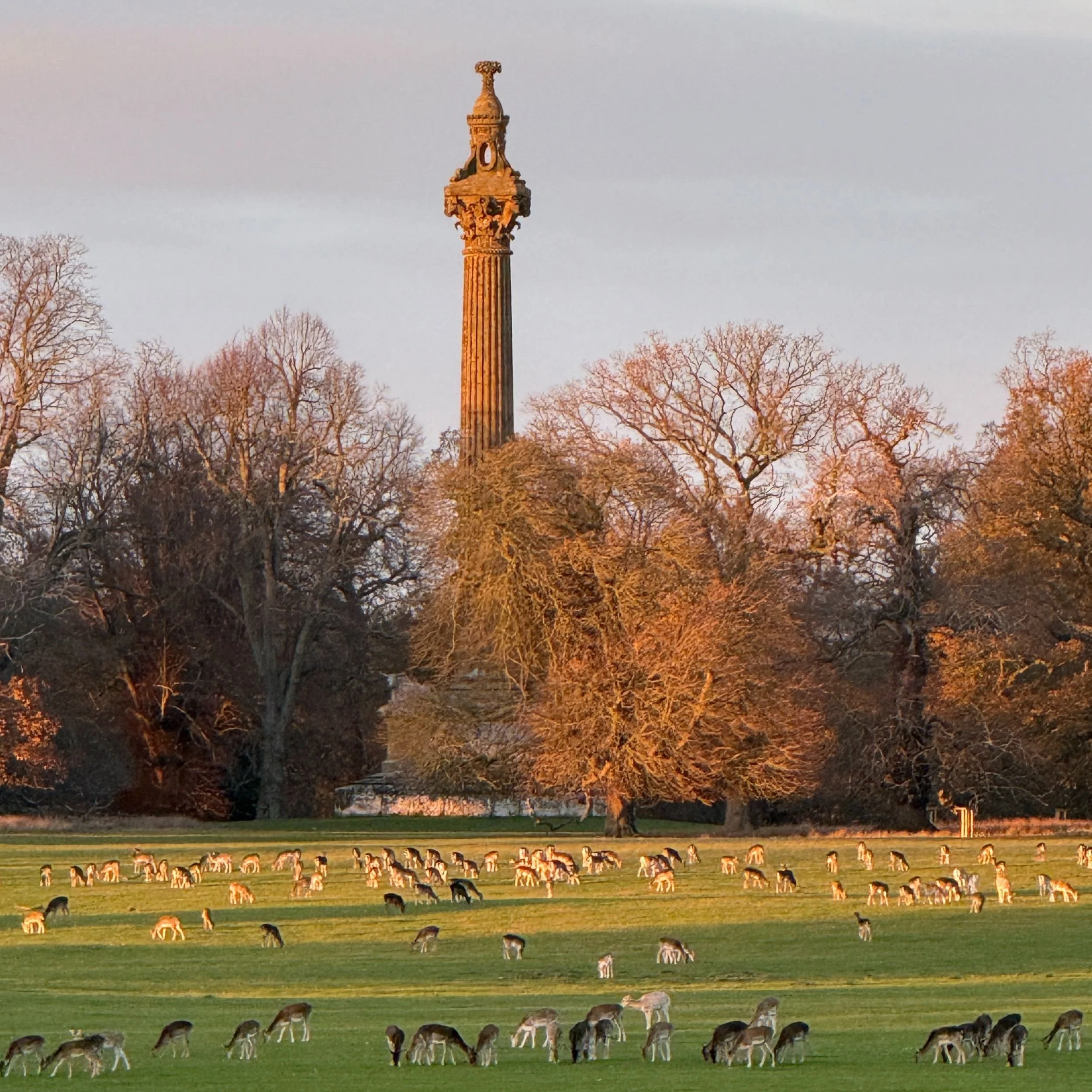 The Holkham Obelisk lit by the setting sun as deer graze beneath