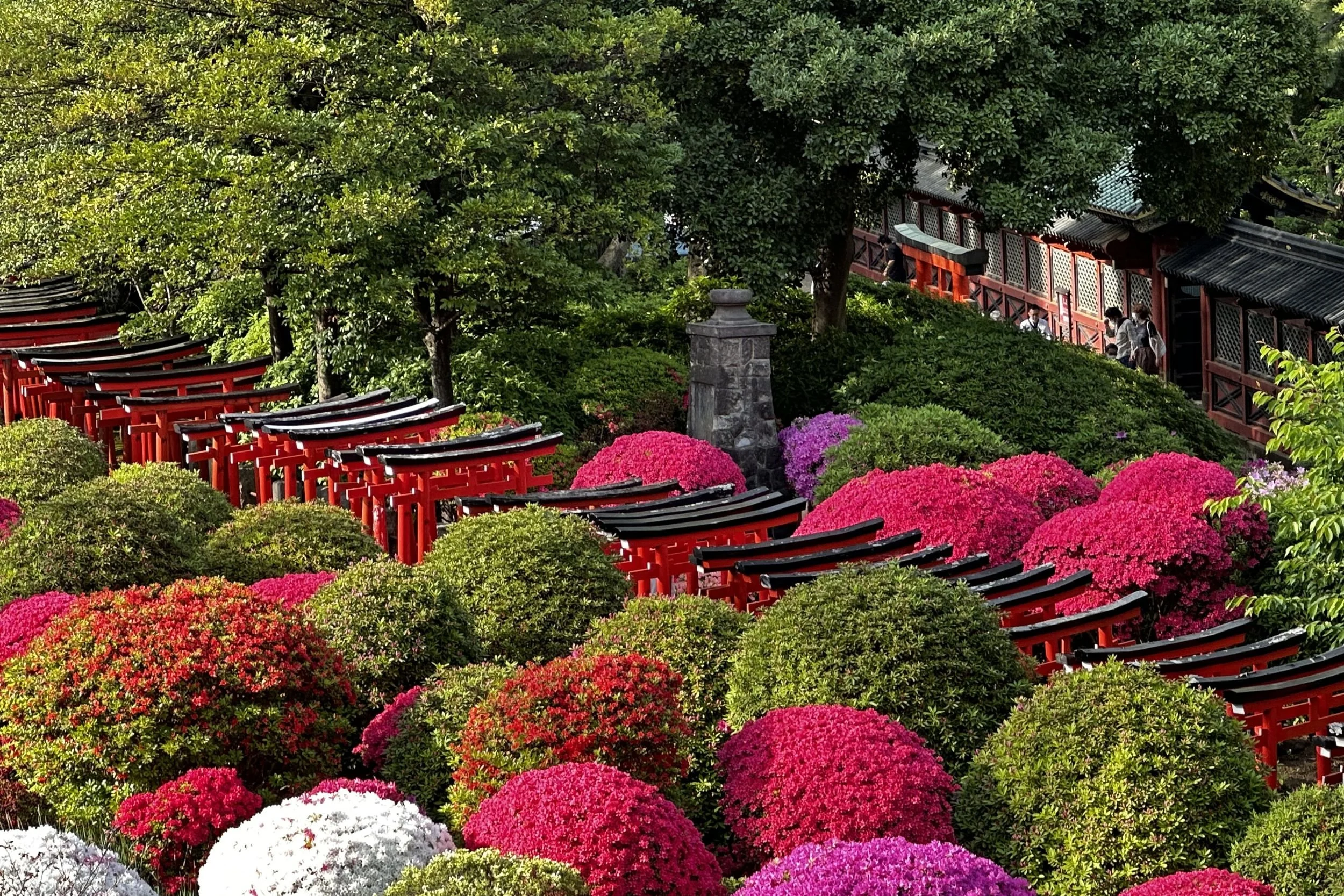 Azalea Festival at Nezu Shrine, Tokyo: A Second Burst of Spring Colour