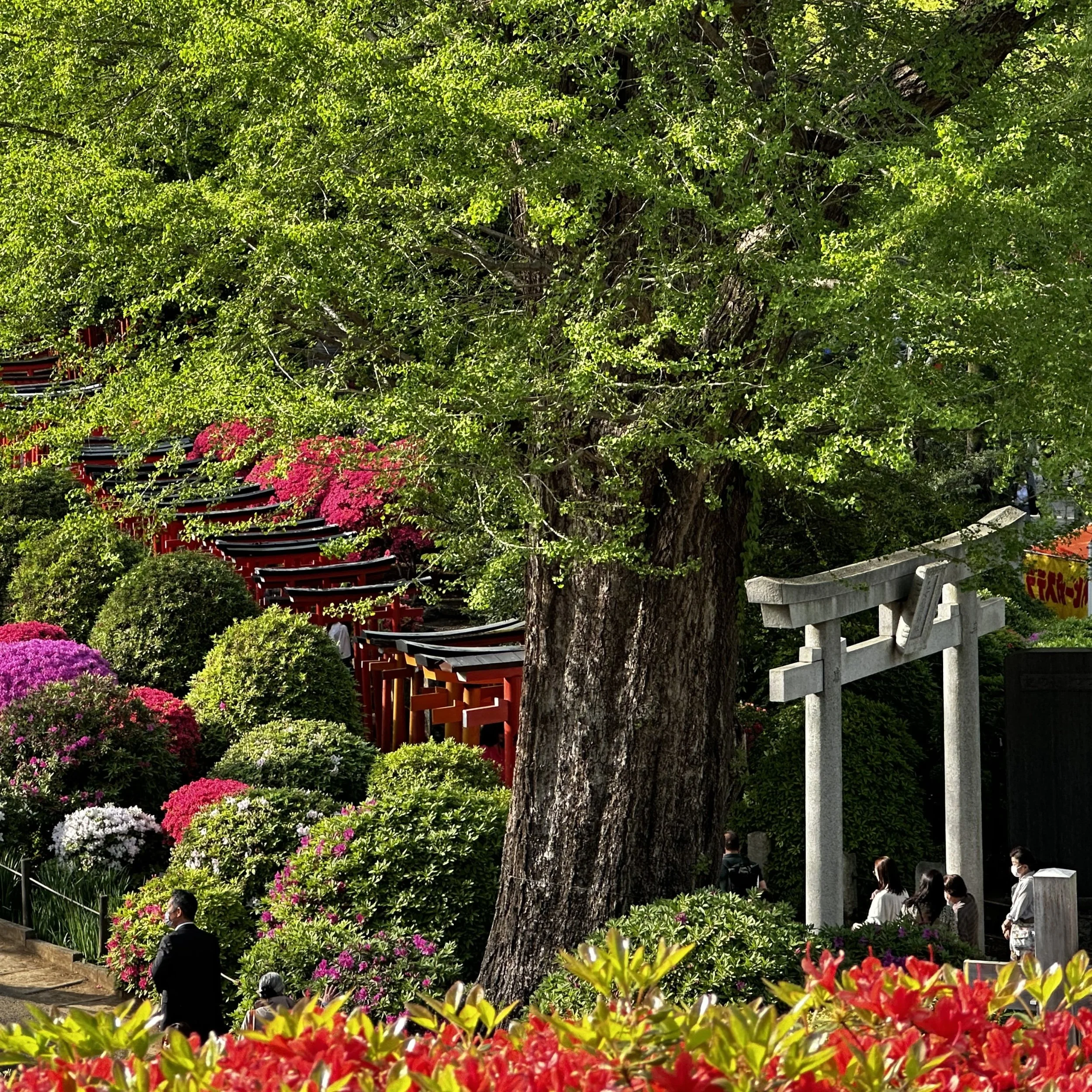 azalea garden at Nezu Shrine Tokyo with layered pink red and white flowers across hillside