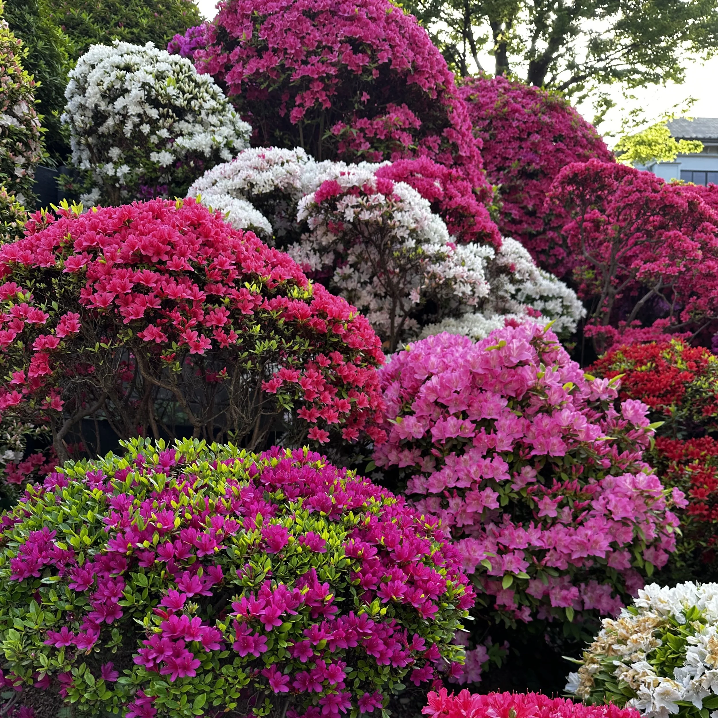 close up of pink and white azaleas in bloom at Nezu Shrine Tokyo