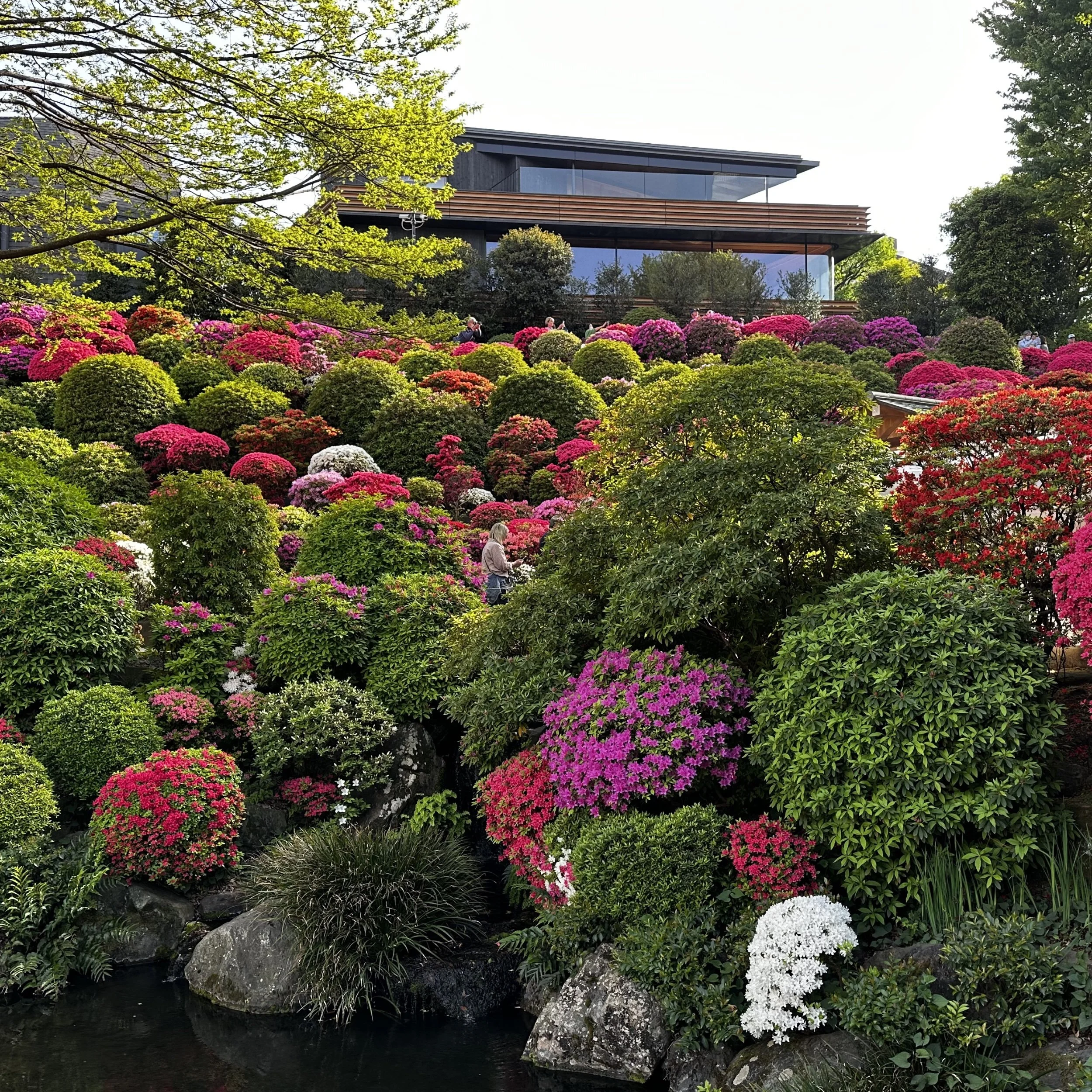 red torii gates winding through azalea garden at Nezu Shrine Tokyo