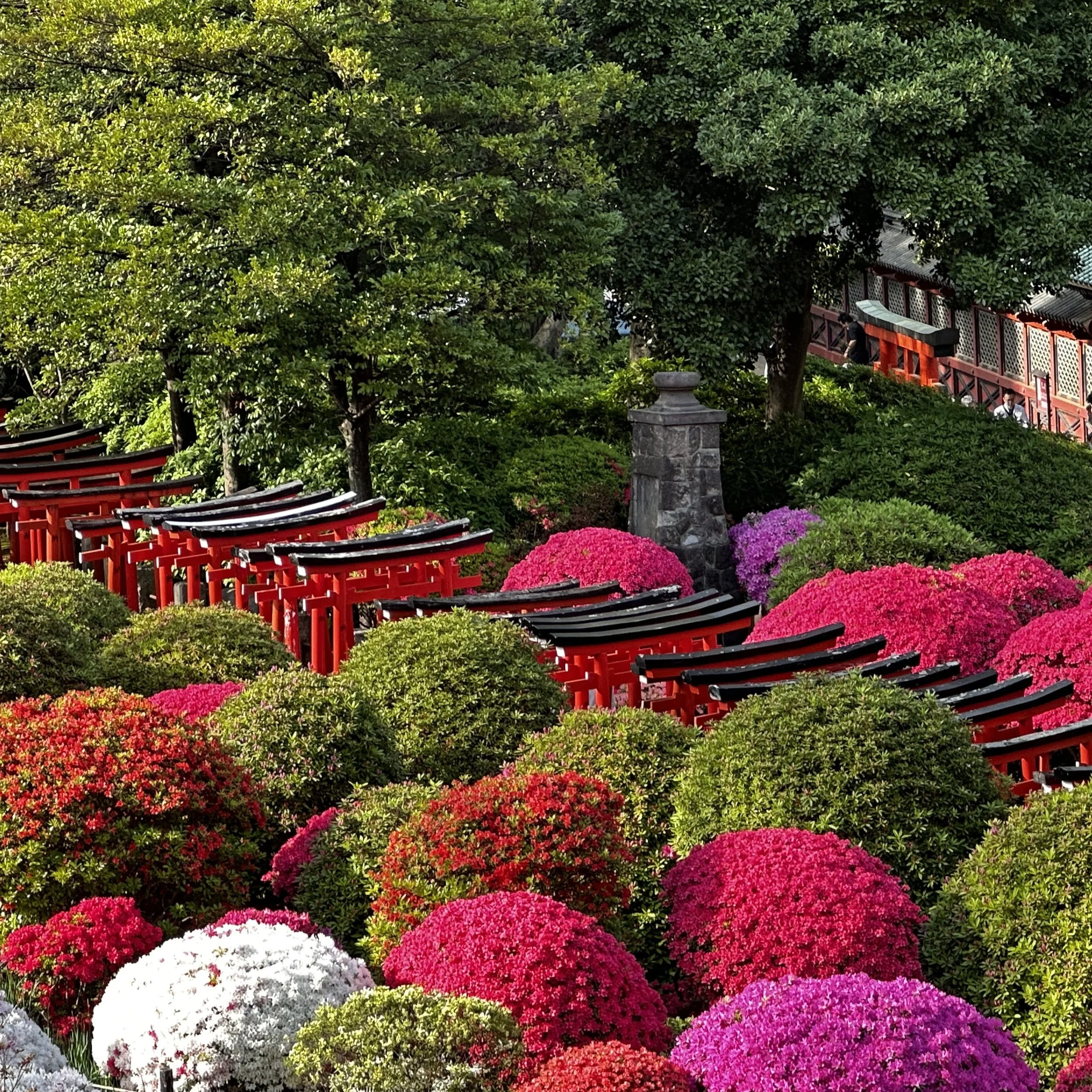 red torii gates winding through azalea garden at Nezu Shrine Tokyo