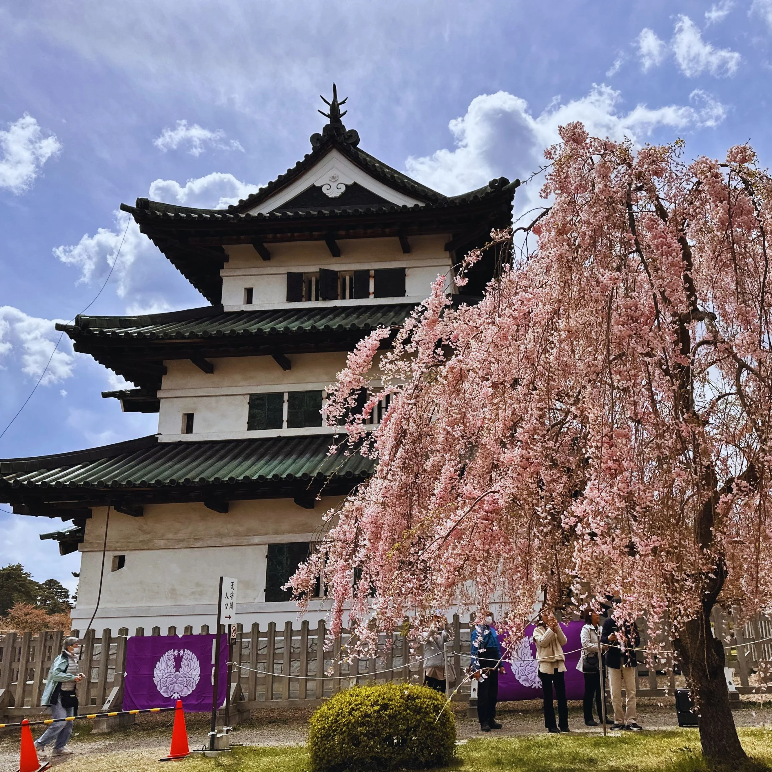 hirosaki castle aomori japan cherry blossom tree sakura season visitors spring