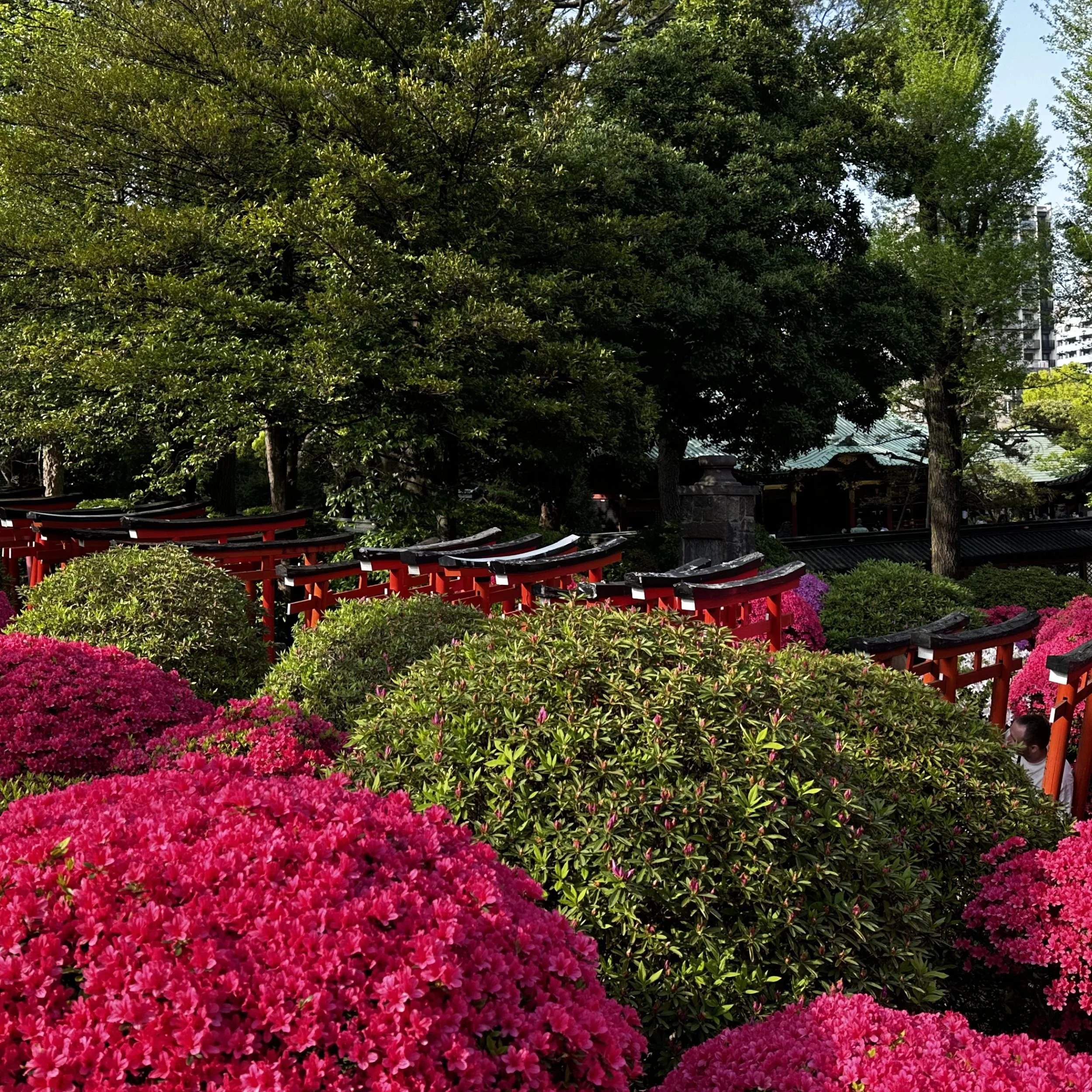 nezu shrine tokyo azalea festival torii gates spring flowers japan