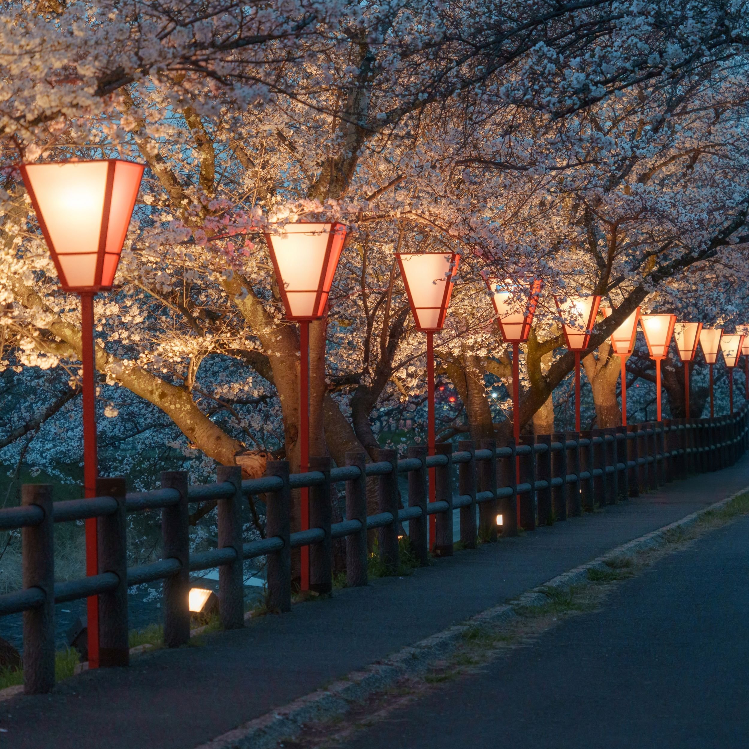 sakura at night japan cherry blossom lanterns evening illuminated trees walkway