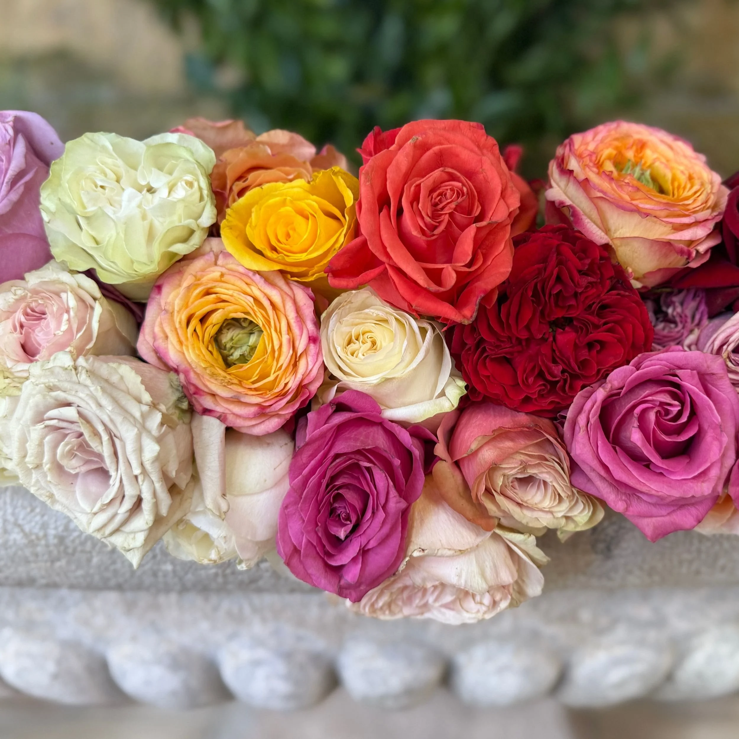 Close-up of fresh roses in the iconic flower trough at Villa Gallici