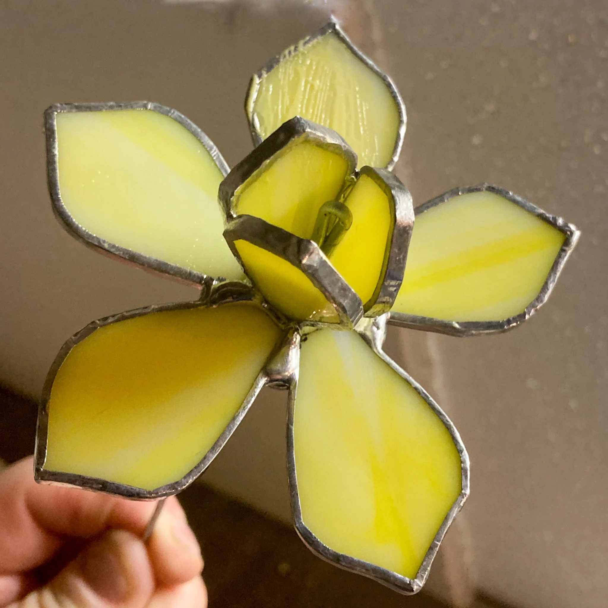 Daffodil
