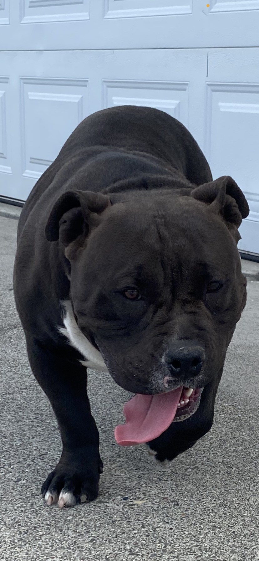 Large black and white pitbull dog walking on concrete driveway with its tongue hanging out, in front of a white garage door.