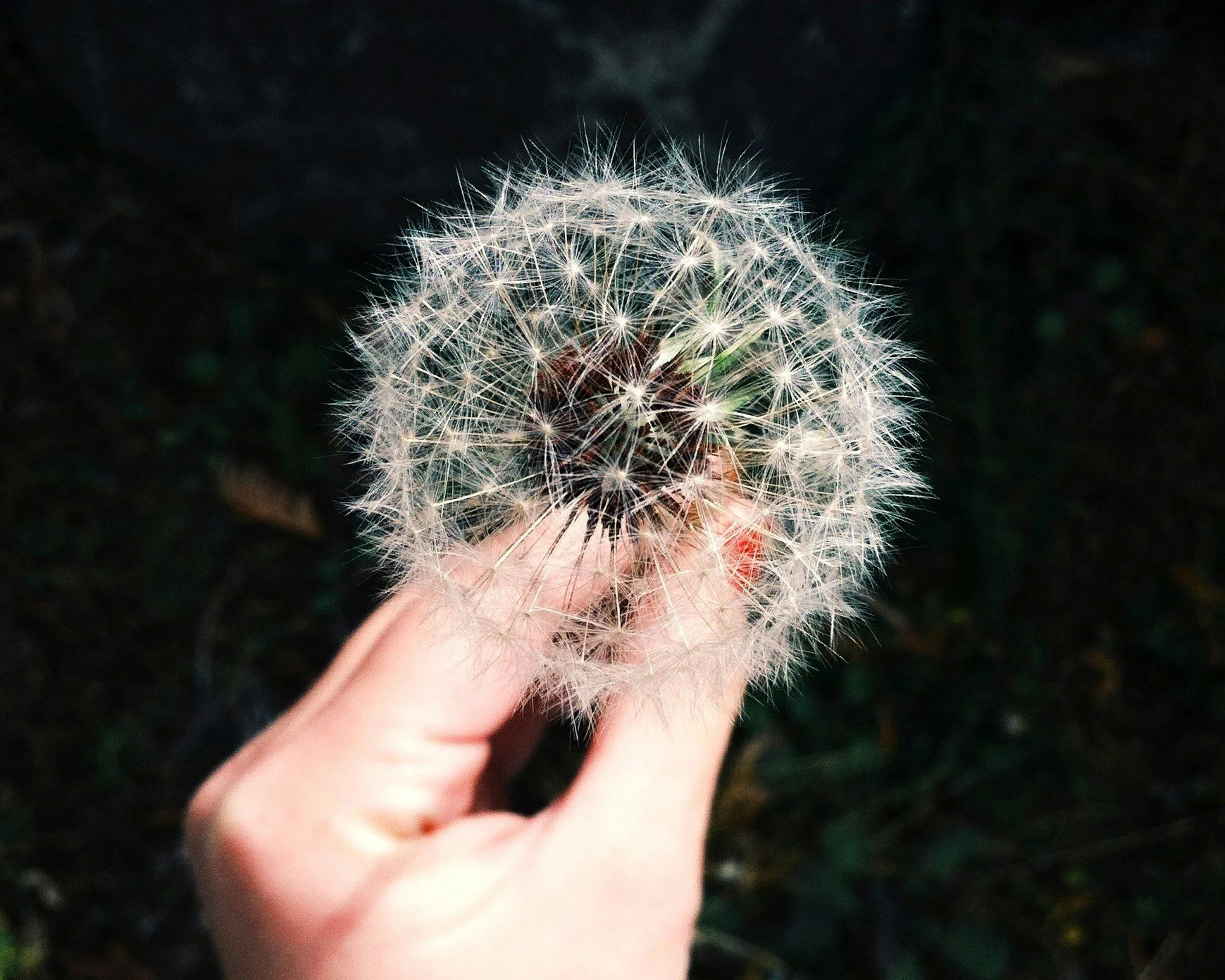 Can Acupuncture and Herbs Help Allergies? 