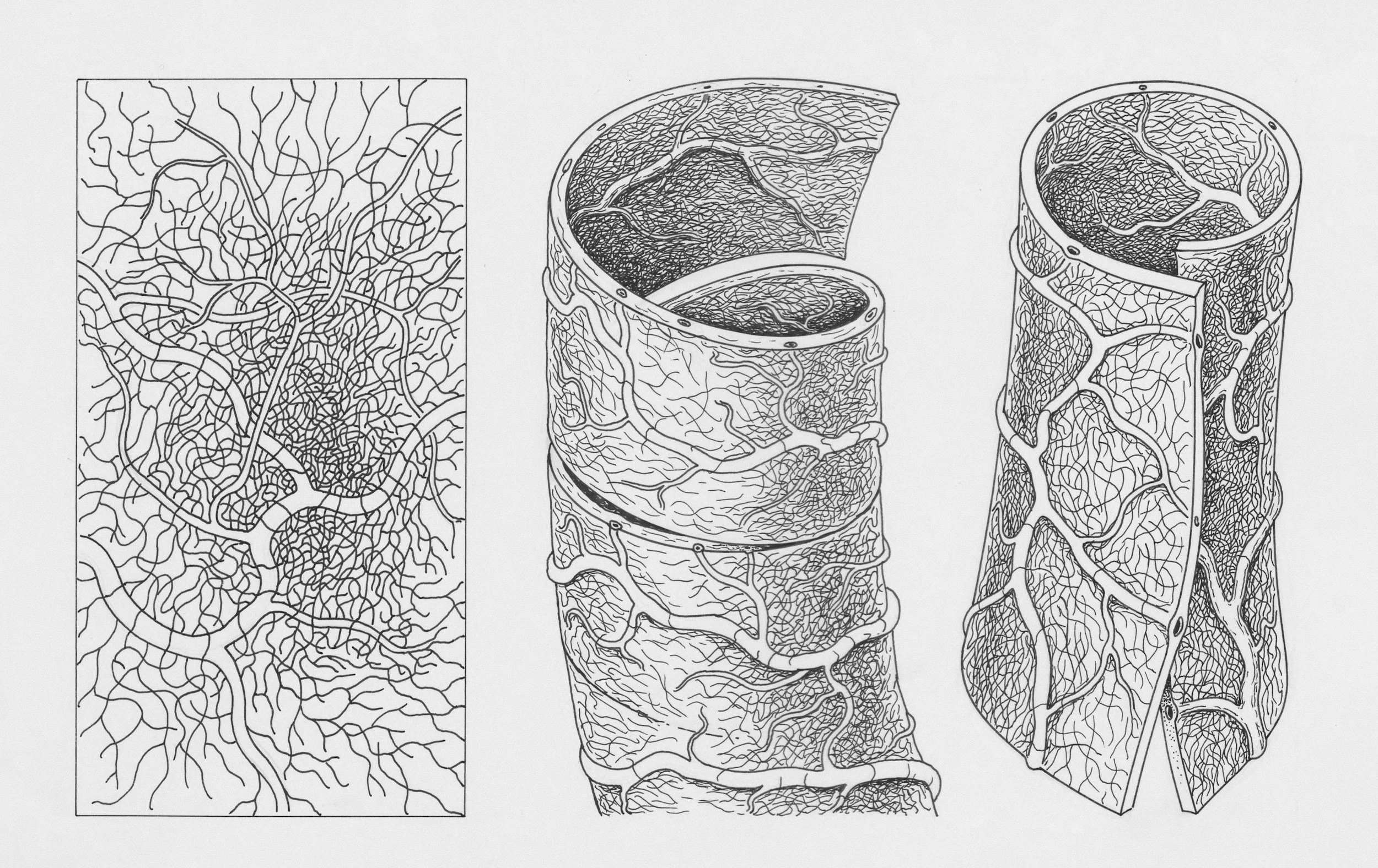 Lymphatic Massage and Lipedema