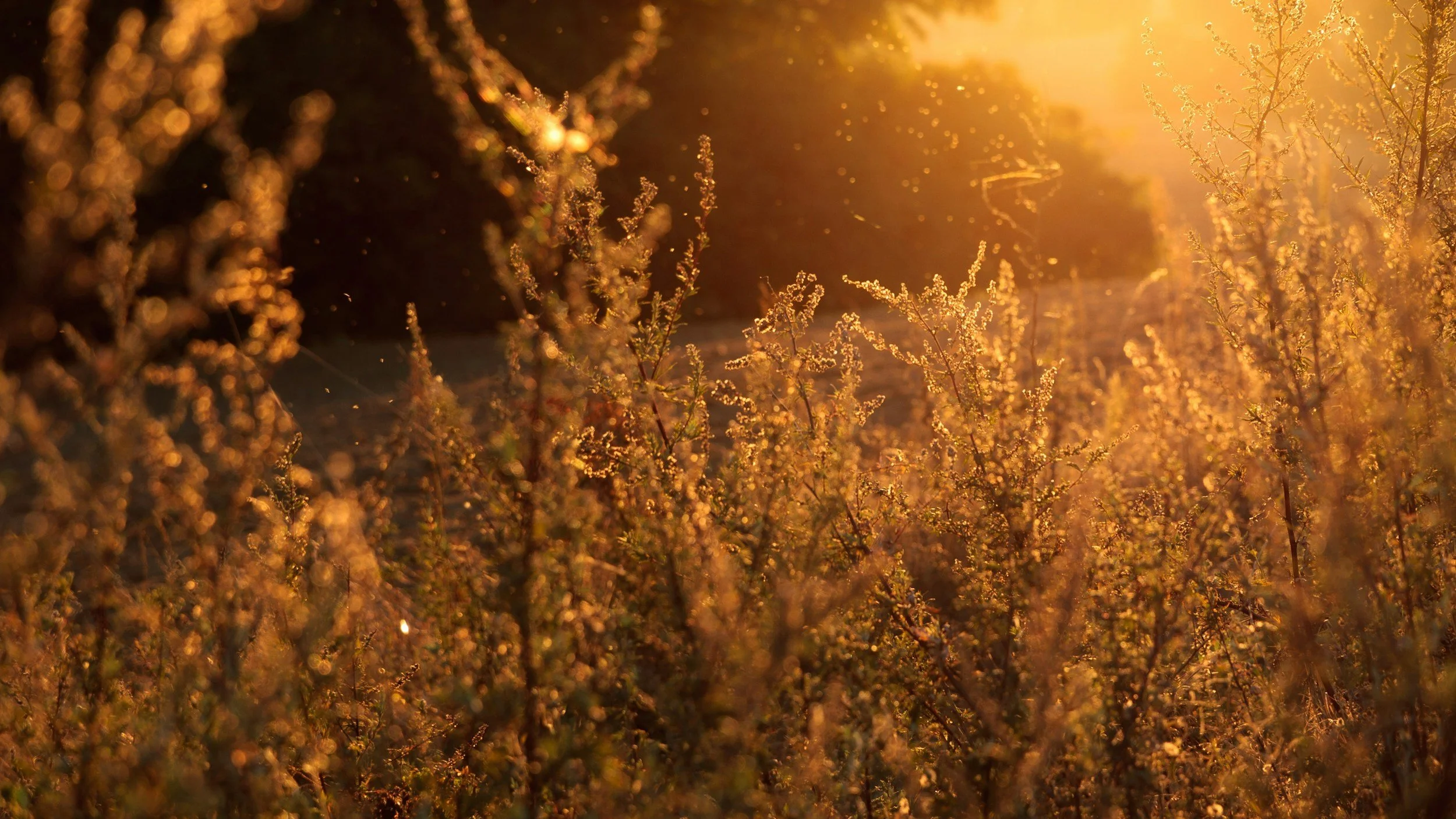 Lymphatic Support and Chinese Herbal Medicine for Seasonal Allergies