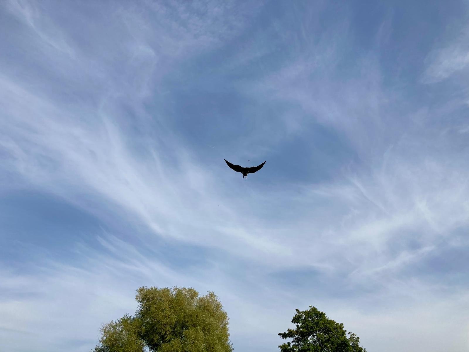 Winner- Bird in the Sky