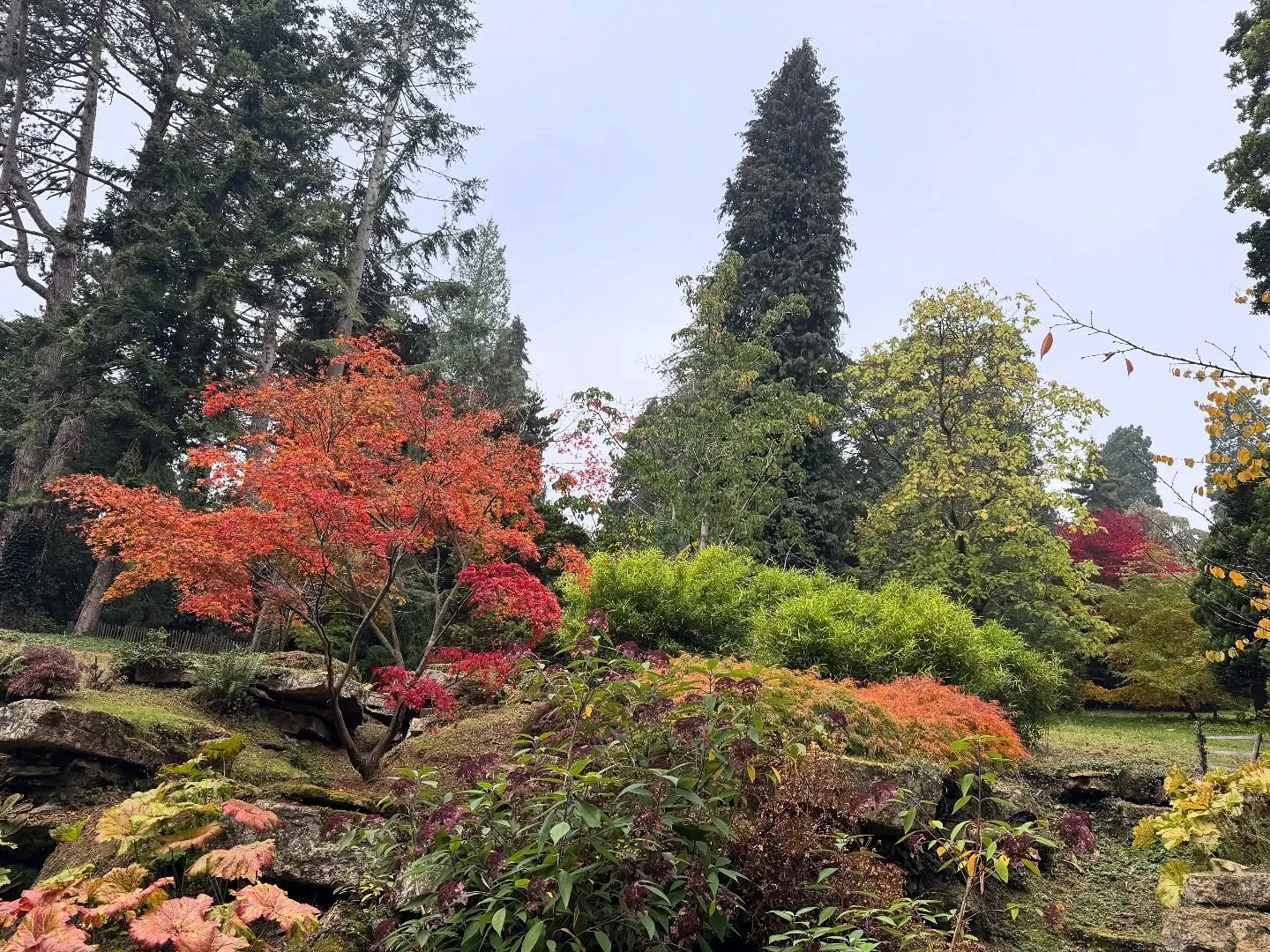 The annual trip to Batsford to see the colours. #batsfordarboretum #autumn2025 #inspiredartist
