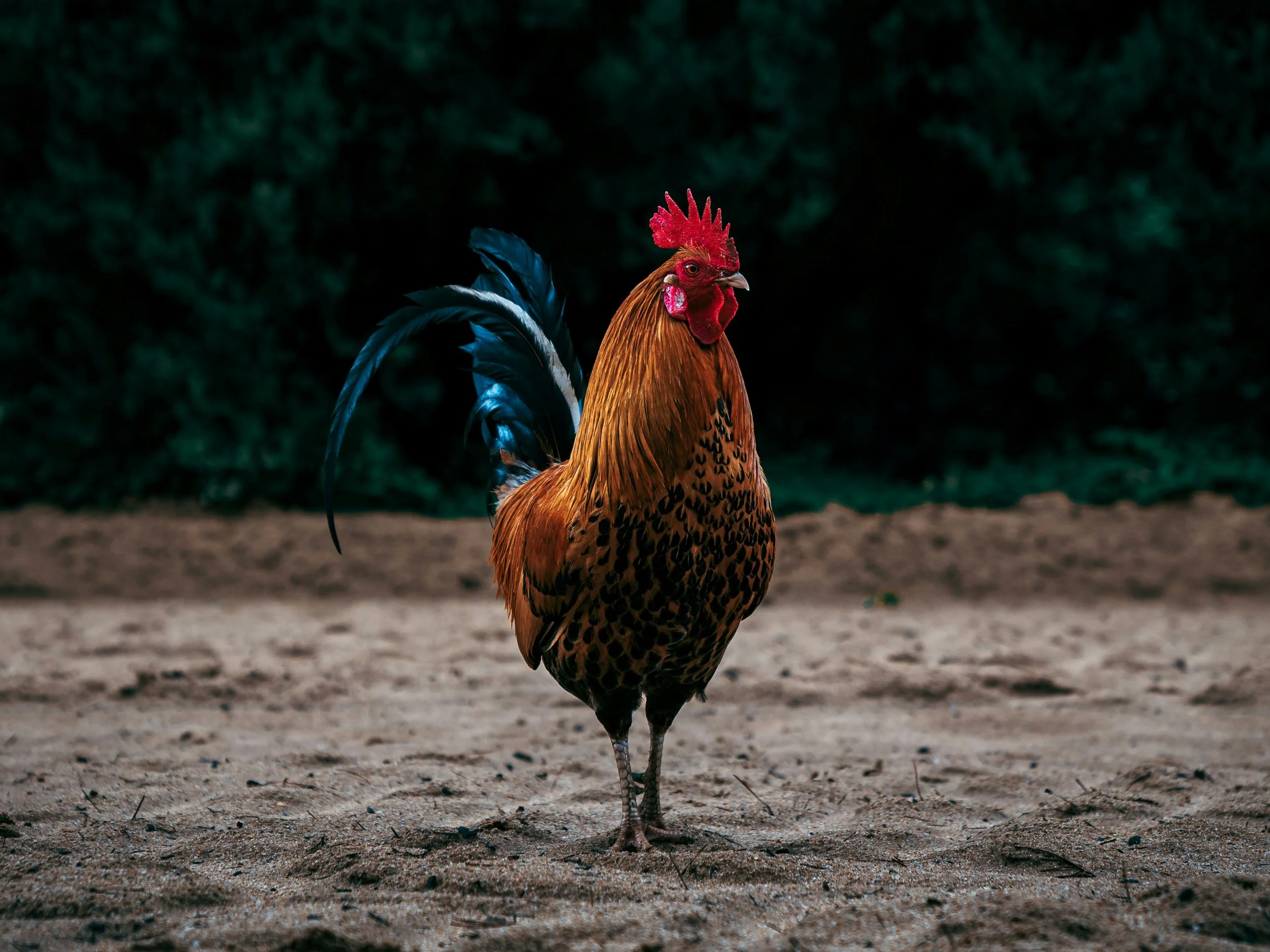 Rooster on a dark background