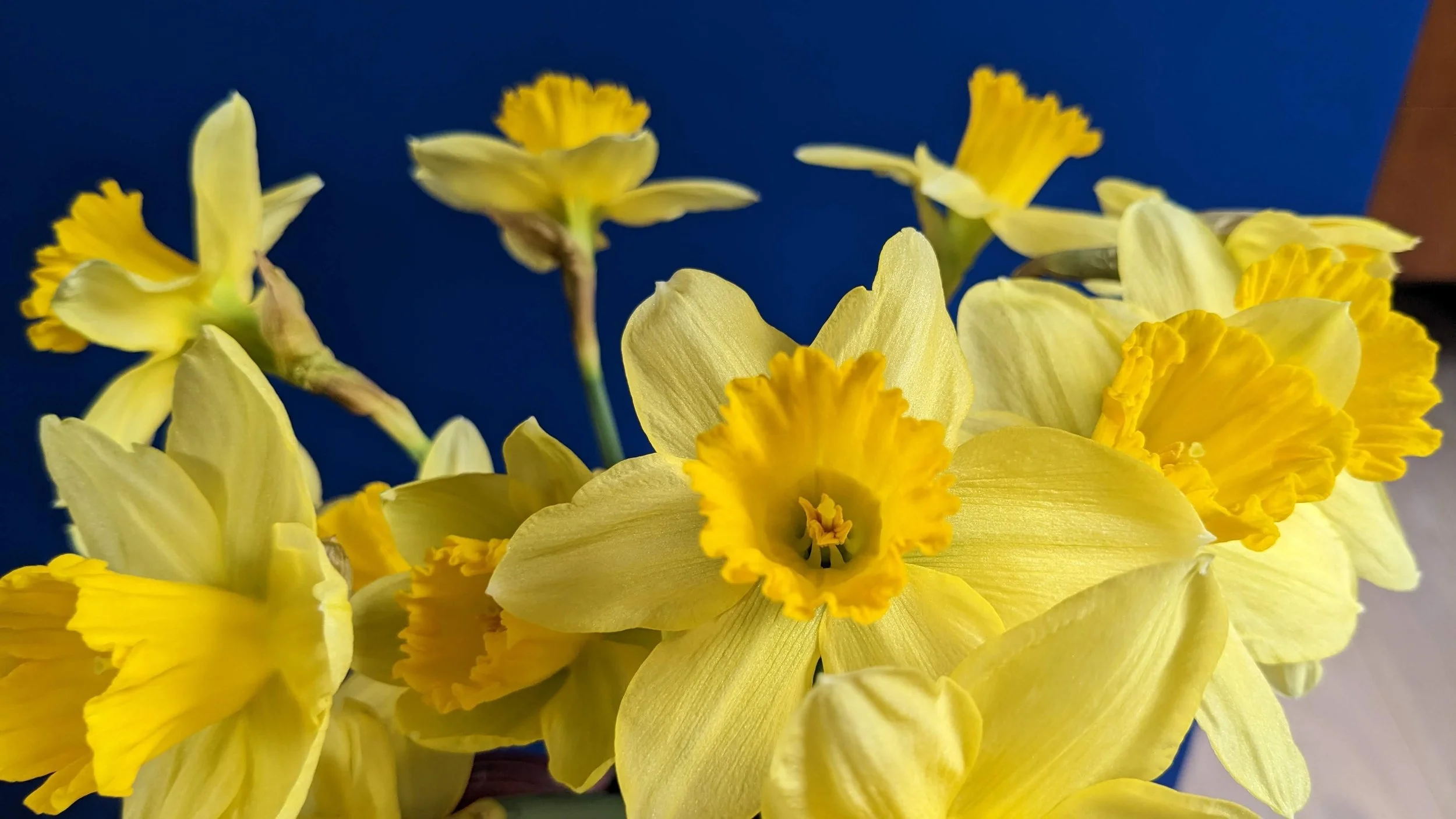 Daffodils in bloom