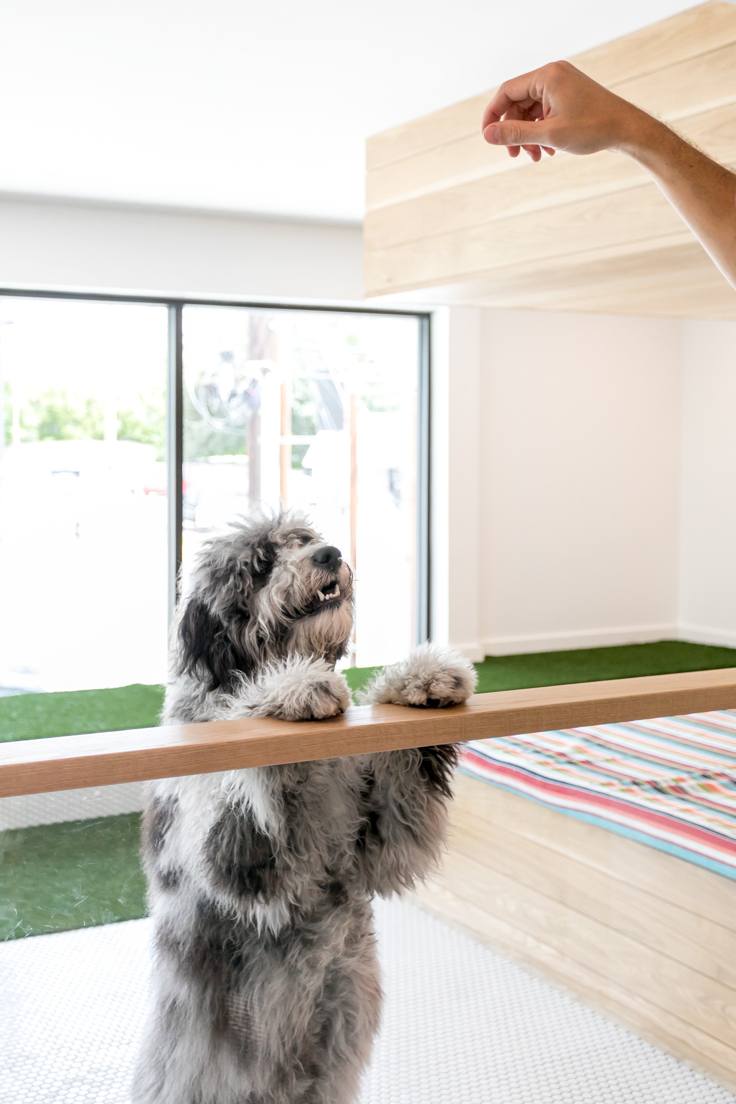 Barkin Creek Dog Kitchen and Bath_SarahNatsumiMoore-19.jpg