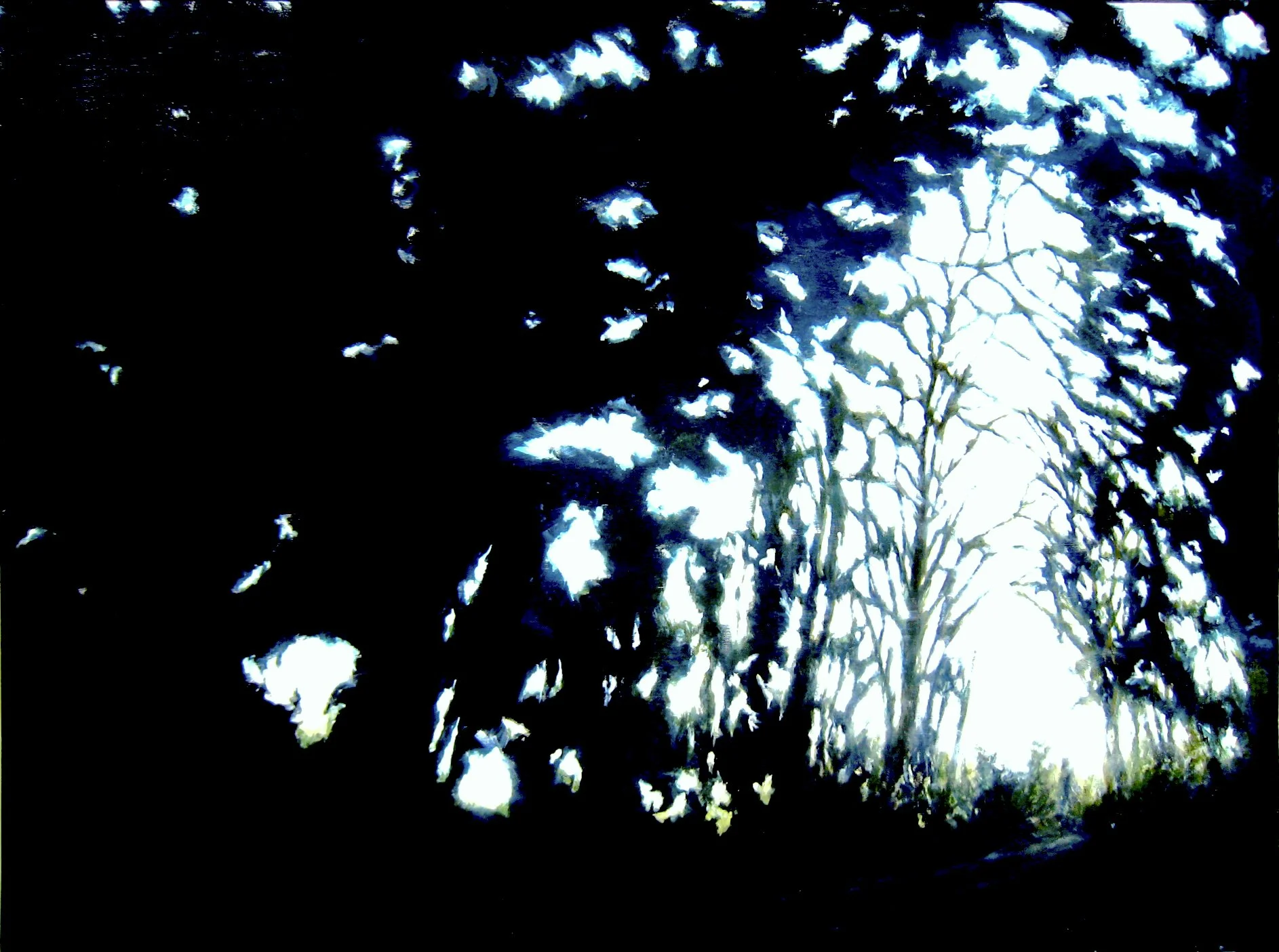 View of a tree-lined dirt road seen from beneath a canopy of trees on both sides, with sunlight filtering through the branches.