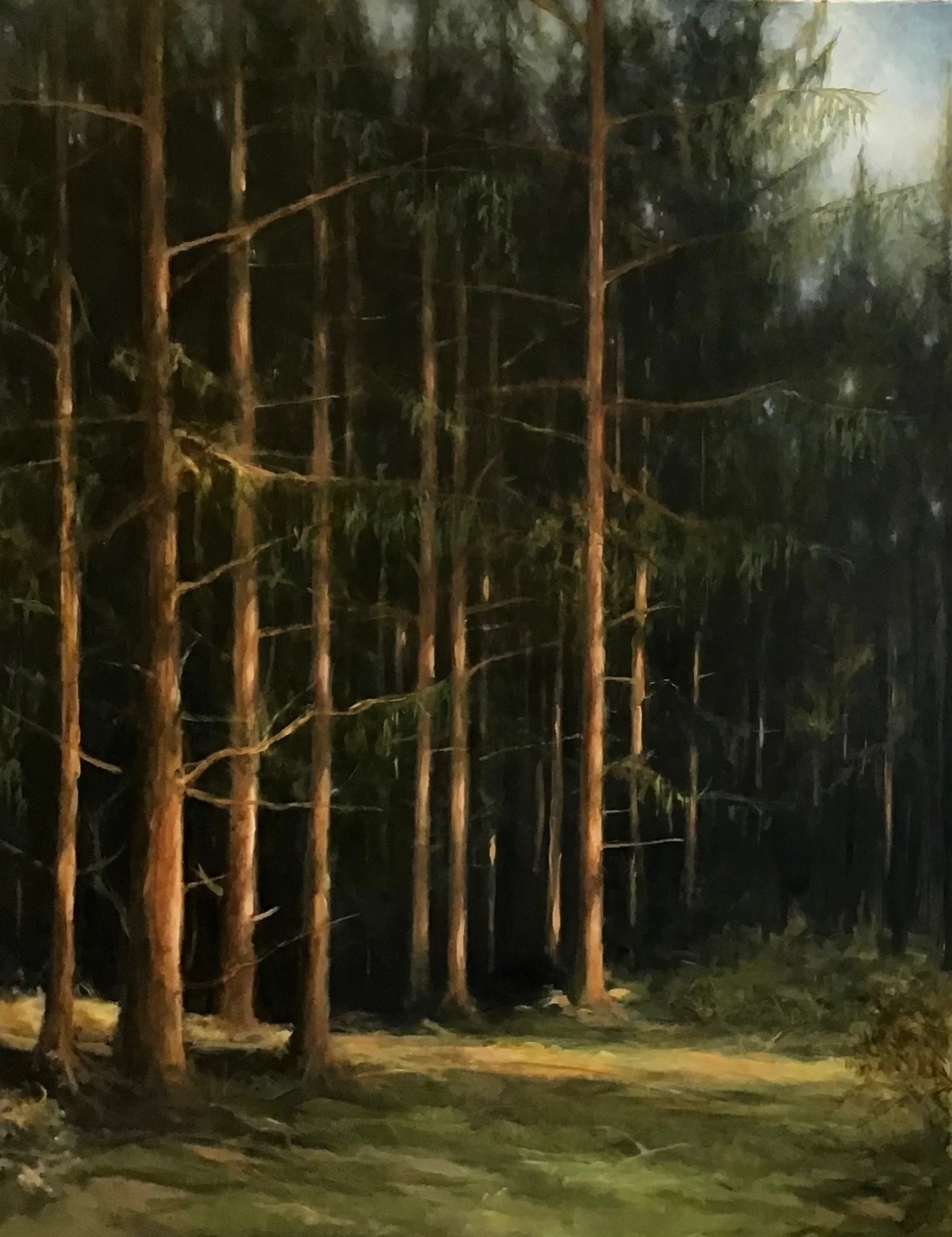 Nighttime forest scene with tall, thin trees and a grassy clearing illuminated by minimal light.