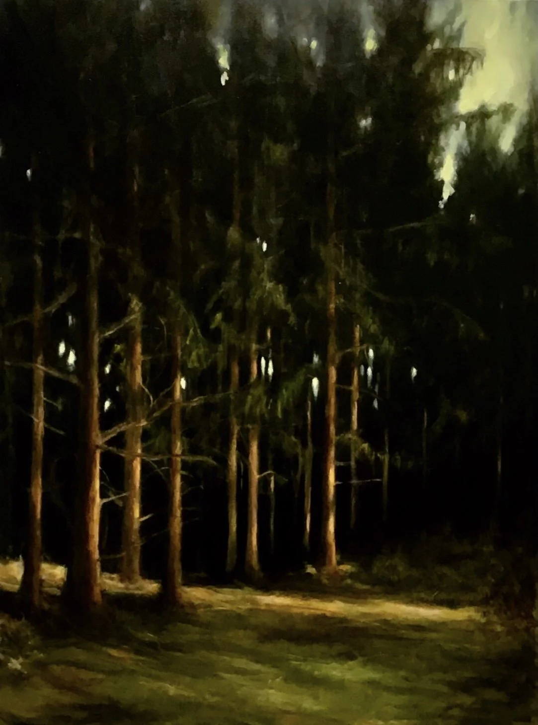 Nighttime wooded area with tall trees, illuminated partially by a light source on a dirt path.