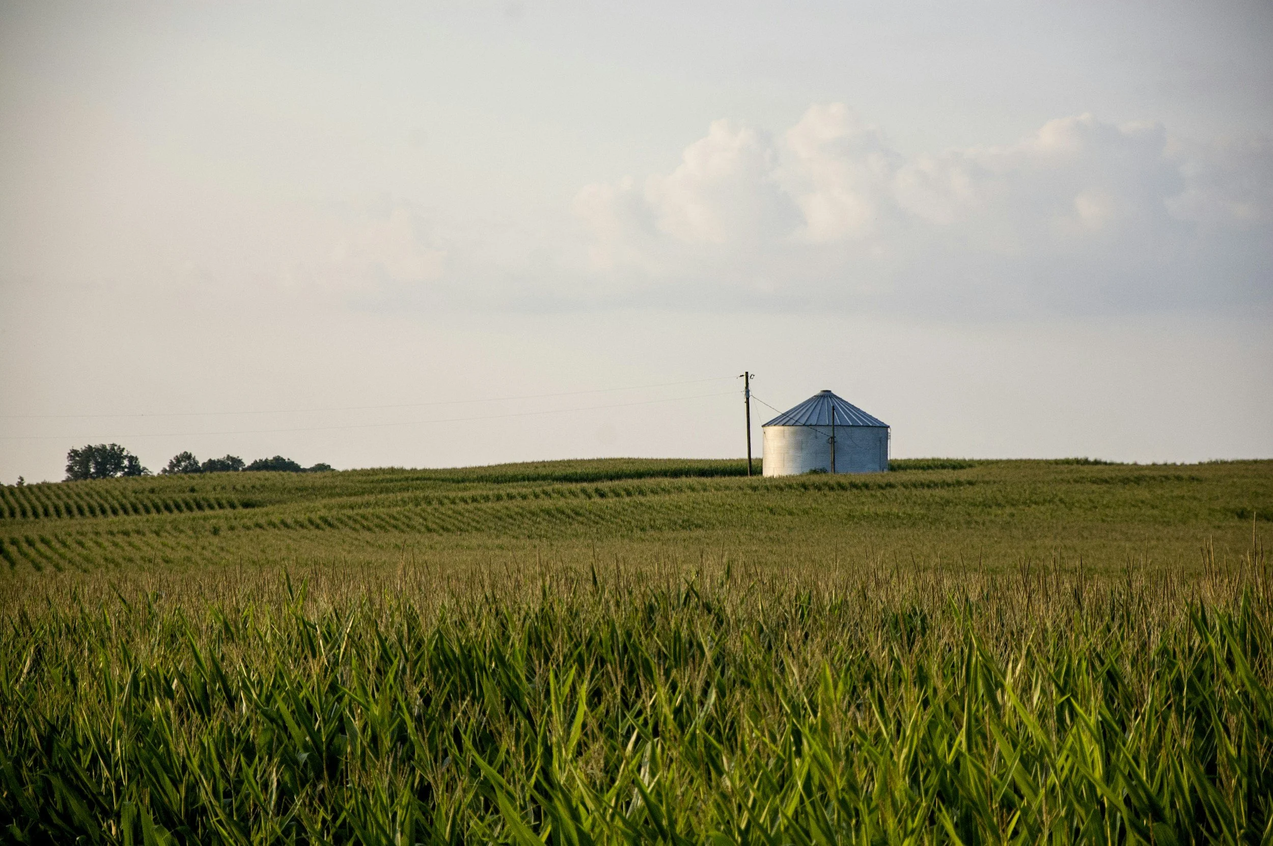 A green field of tall grass or crops with a small metal silo and utility pole in the distance under a partly cloudy sky.