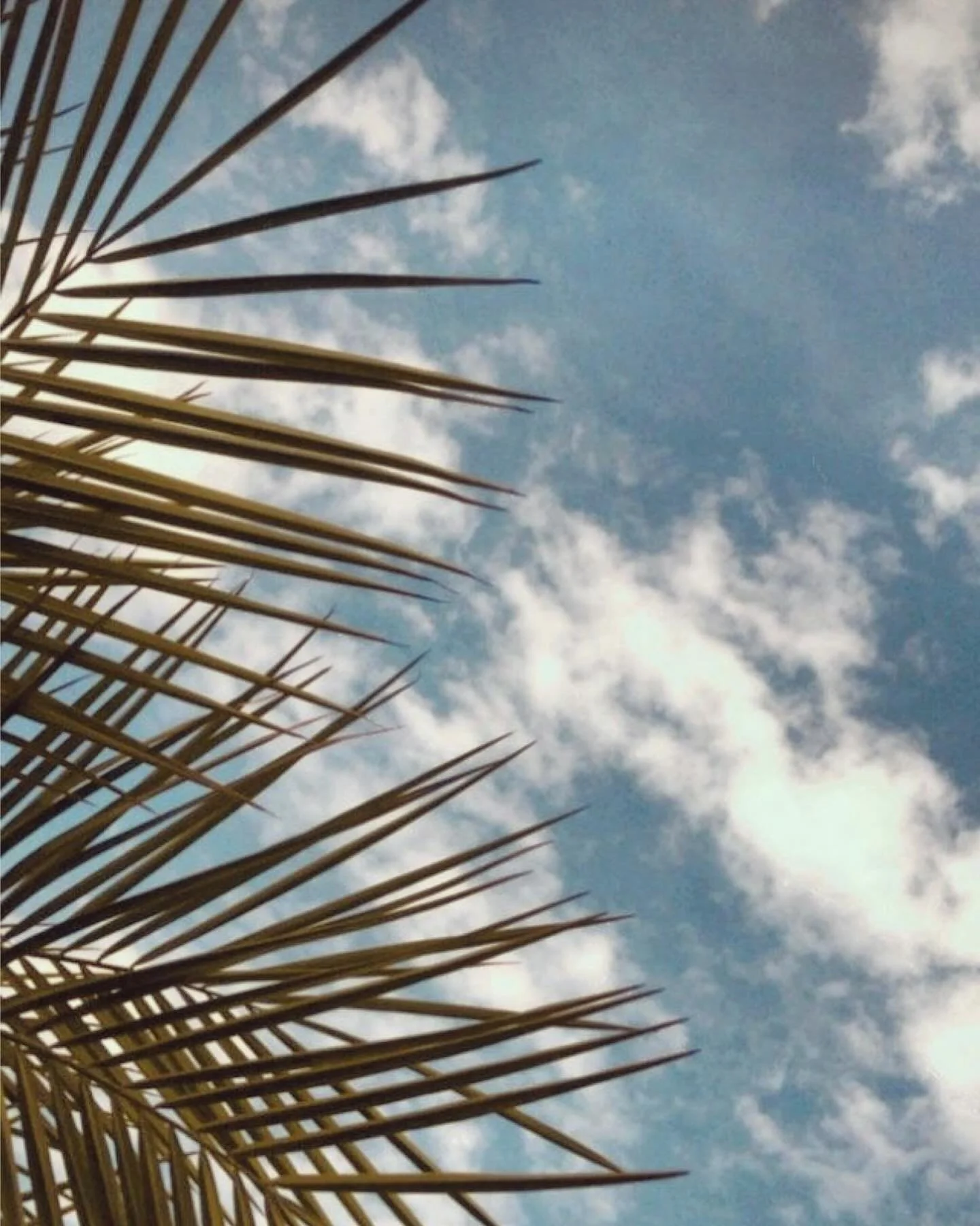 Happy New Year 2024 🕊️ We wish you all the best, and we do hope to make the renovation of this riad a reality, and this great adventure which should start on January 16. Croisons les doigts et on vous donne des nouvelles tr&egrave;s vite! D&rsquo;ic