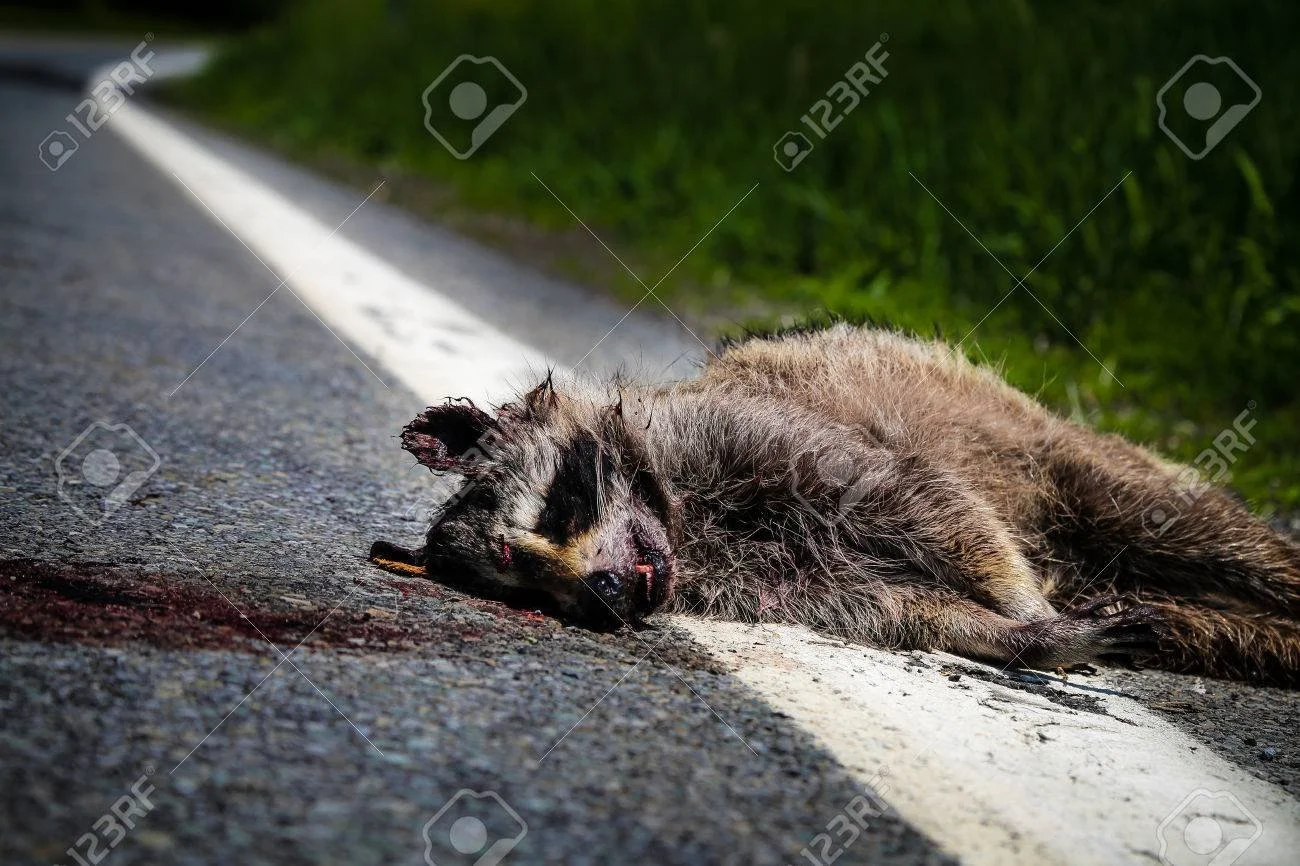 A Dead Raccoon