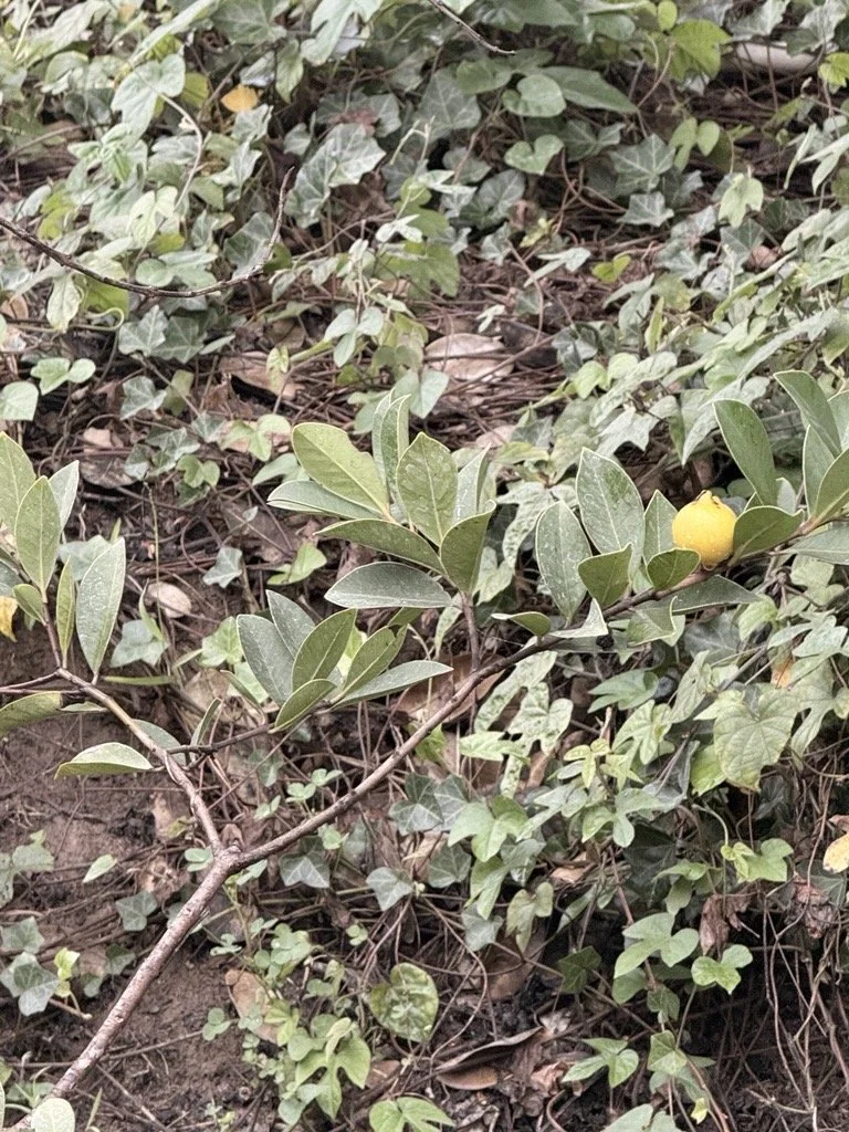 The Little Lemon Tree