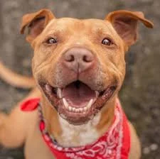 Is the Dog Smiling?