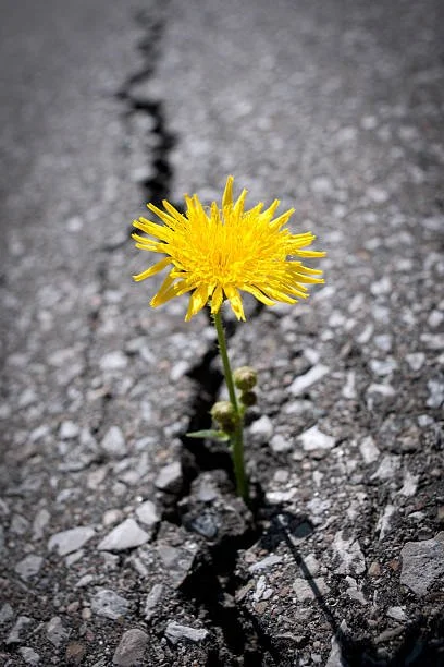 Flowers Rise From Anywhere