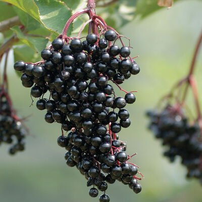 elderberries.jpg