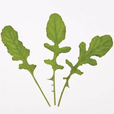 Arugula